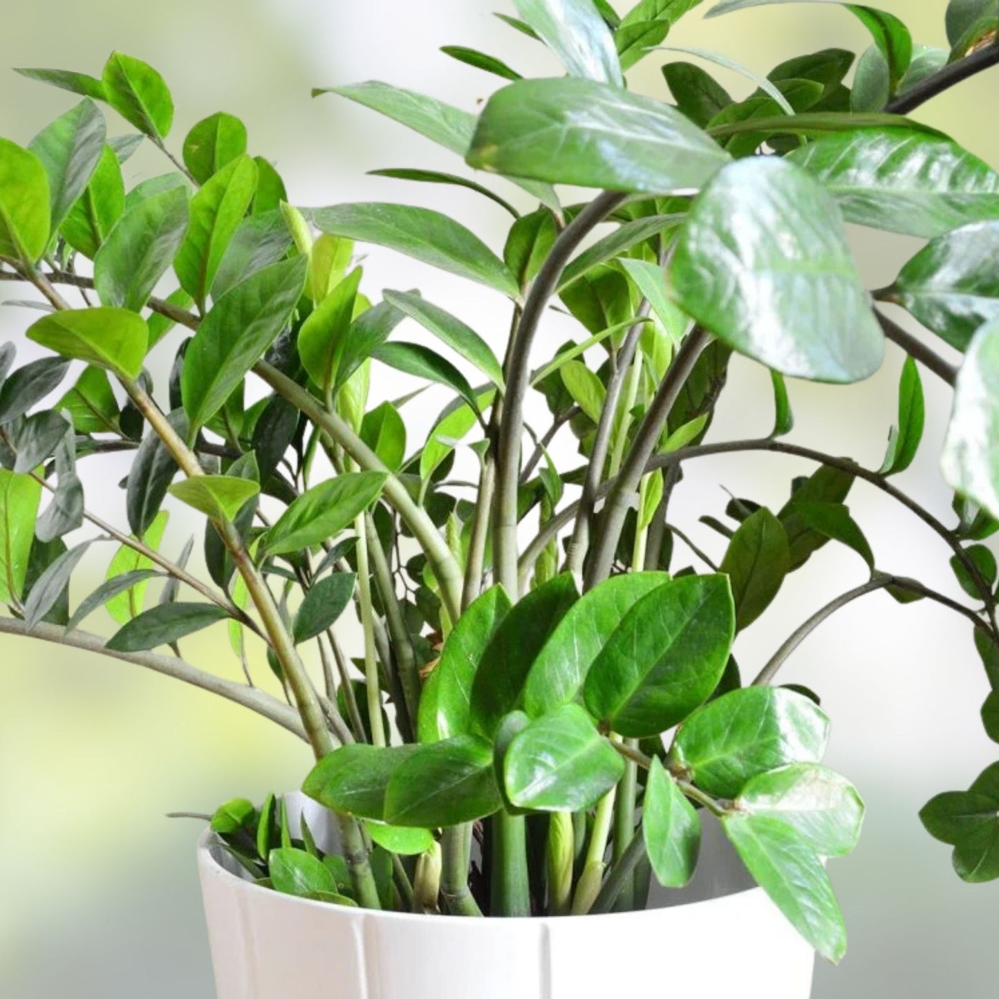 Black Raven ZZ Plant Cutting 2 Node, Fresh Zamioculcas Zamiifolia, Indoor Houseplant, Low Maintenance, Rooting Plant Cuttings