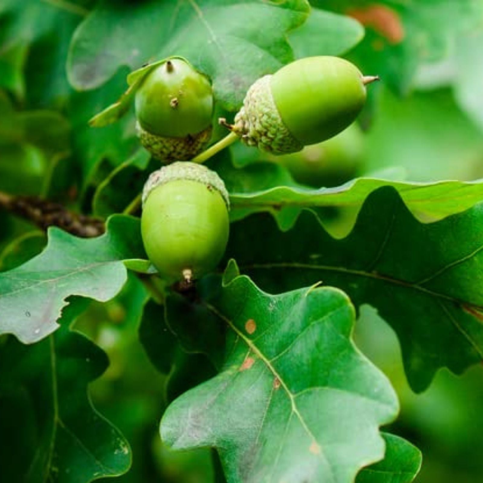 Pin Oak Tree Seeds 5 Pack - Healthy Large Quercus palustris for Planting, Deciduous Tree Seeds, Ornamental Landscaping