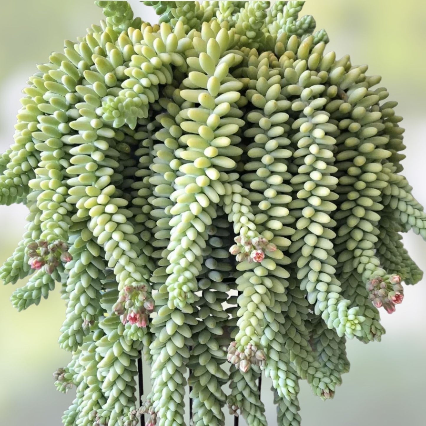 Unrooted 4" Donkey Tail Cutting - Hanging Sedum Morganianum Succulent Plant Cutting + Free Gift