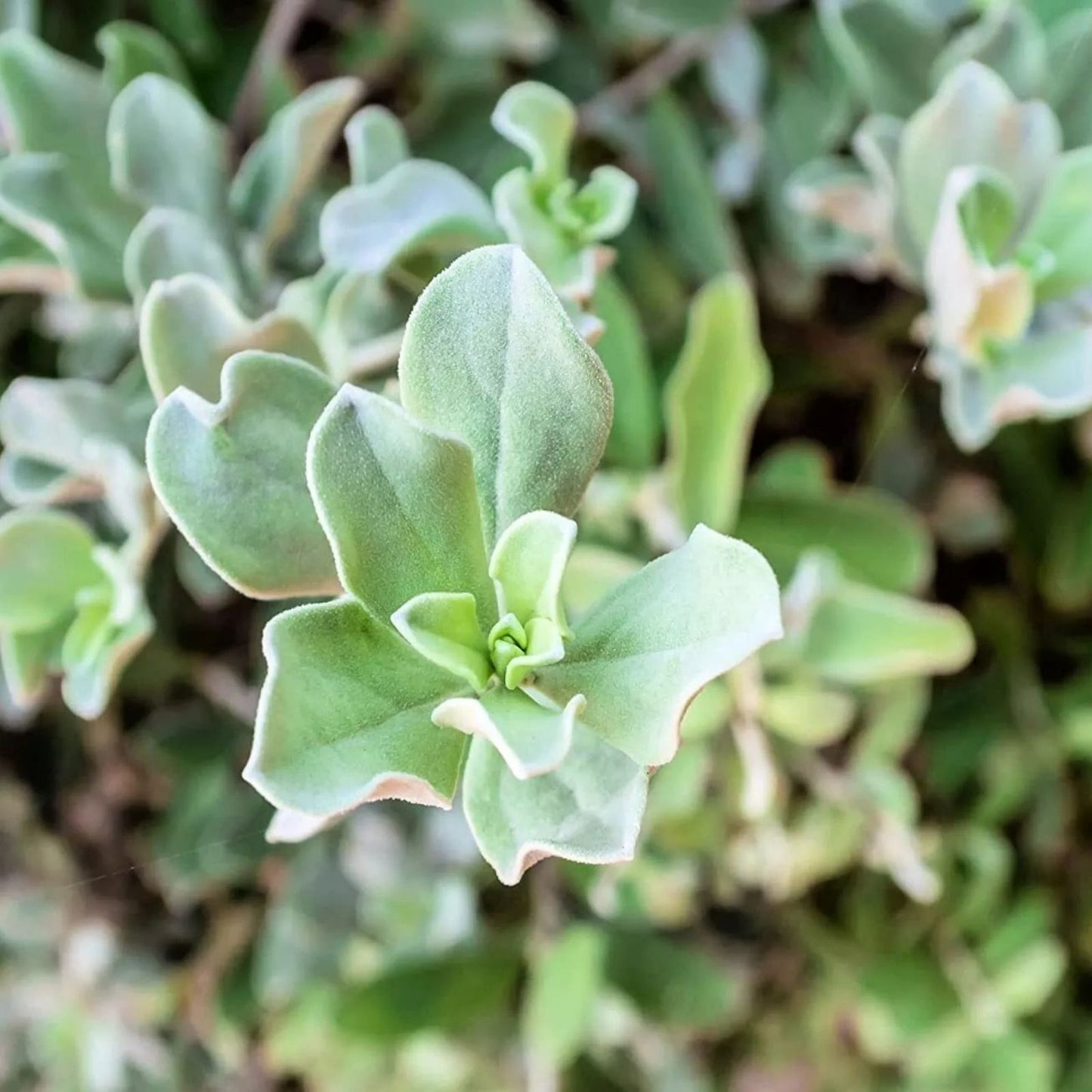 Silver Saltbush Seeds 50 Pack - Landscape Bush Atriplex argentea Native Plant Made in USA