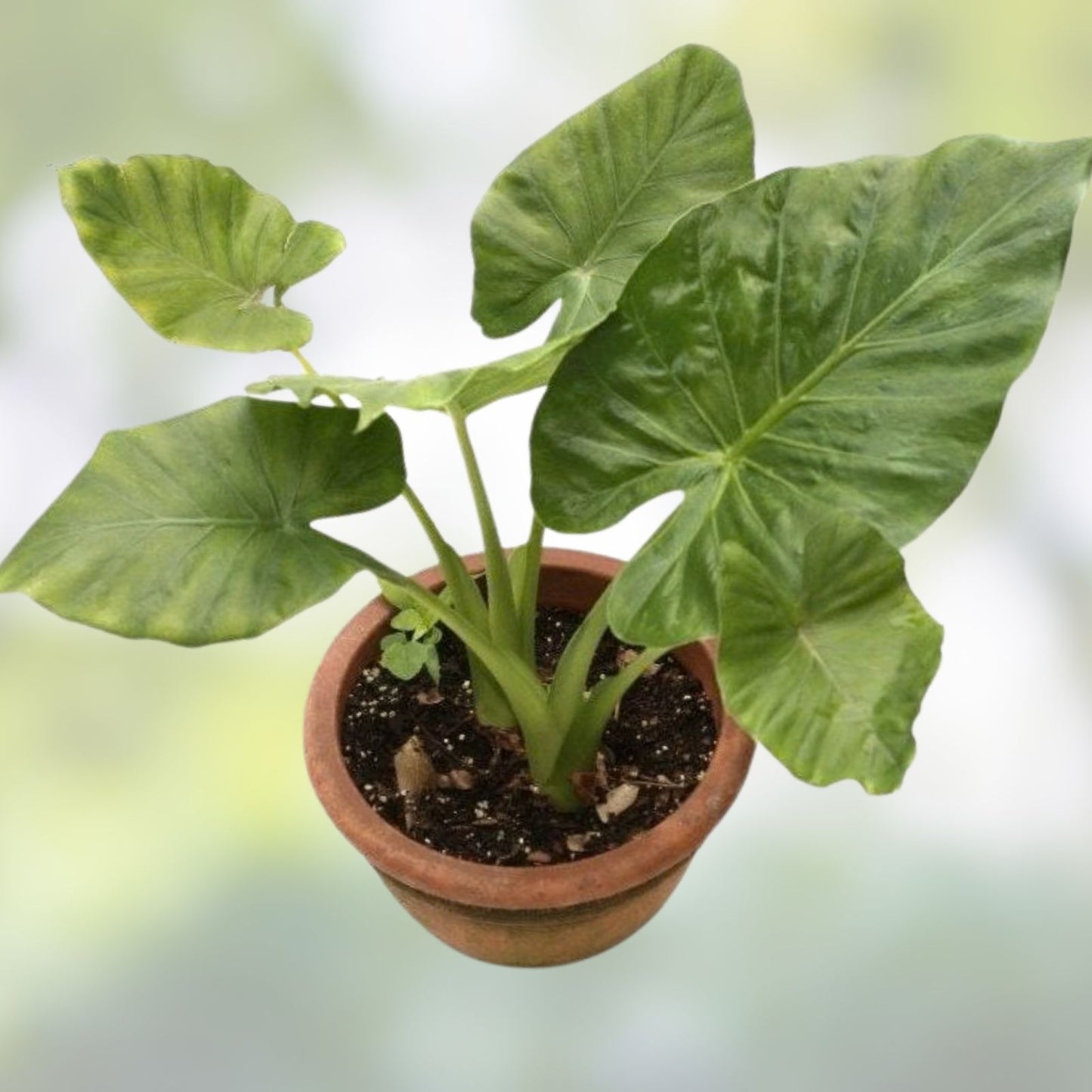 Small Rooted Starter Plant - Colocasia esculenta - Elephant Ear - Tropical Foliage Plant - Live Plant for Garden and Indoor