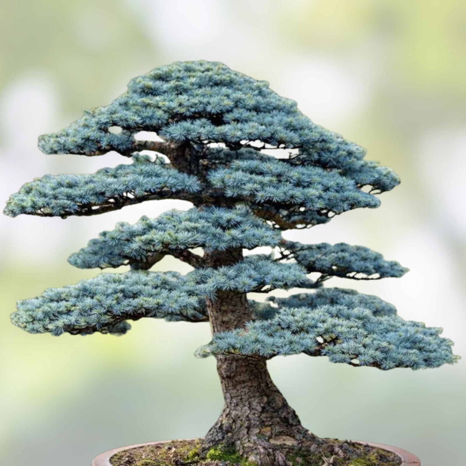 Blue Spruce Bonsai Tree Seeds - 20 Pack, Coniferous Variety, Picea pungens, Evergreen Conifer Seeds for Gardening and Bonsai Cultivation