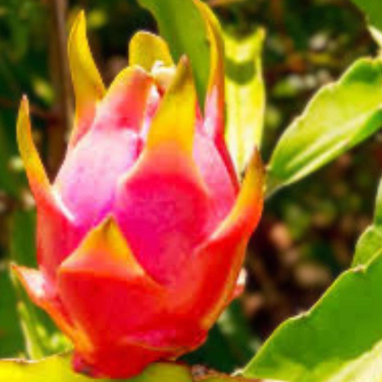 Red Dragon Fruit Seeds 50 Pack, Hylocereus undatus, USA Grown, Organic, Non-GMO, Free Shipping