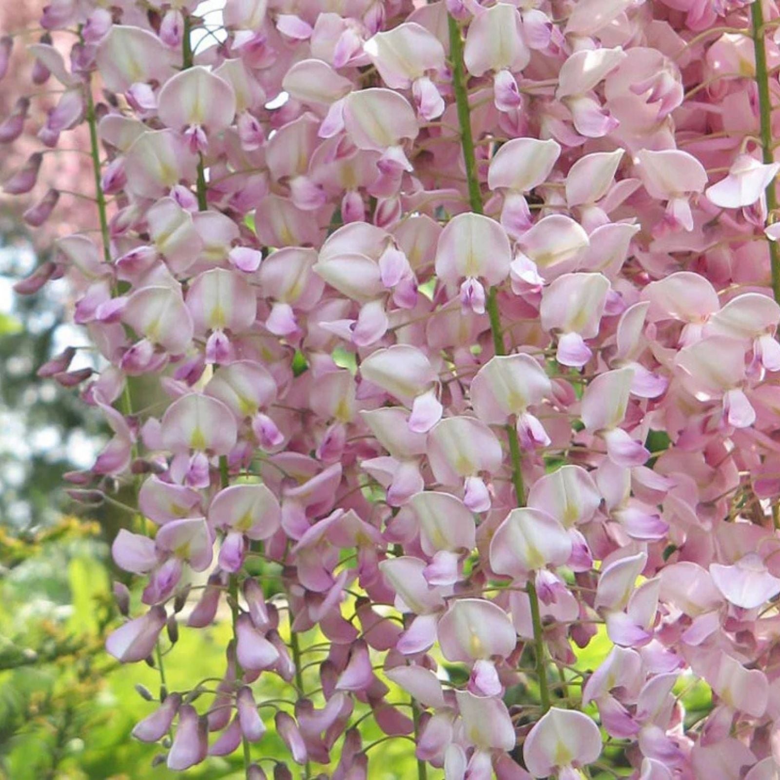 Rare Pink Wisteria Bonsai Tree Seeds, 5 Seeds - Japanese Wisteria (Wisteria floribunda) - Ornamental Garden Plant Seeds