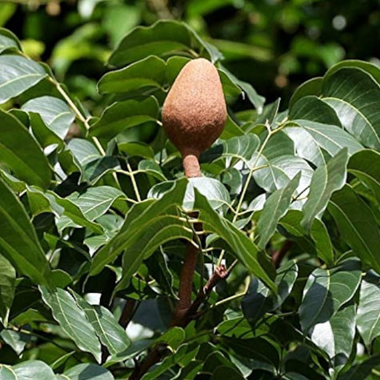 Rich Mahogany Tree Seeds 5 Pack – Swietenia macrophylla – Premium Lumber Hardwood Seeds for Planting and Landscaping