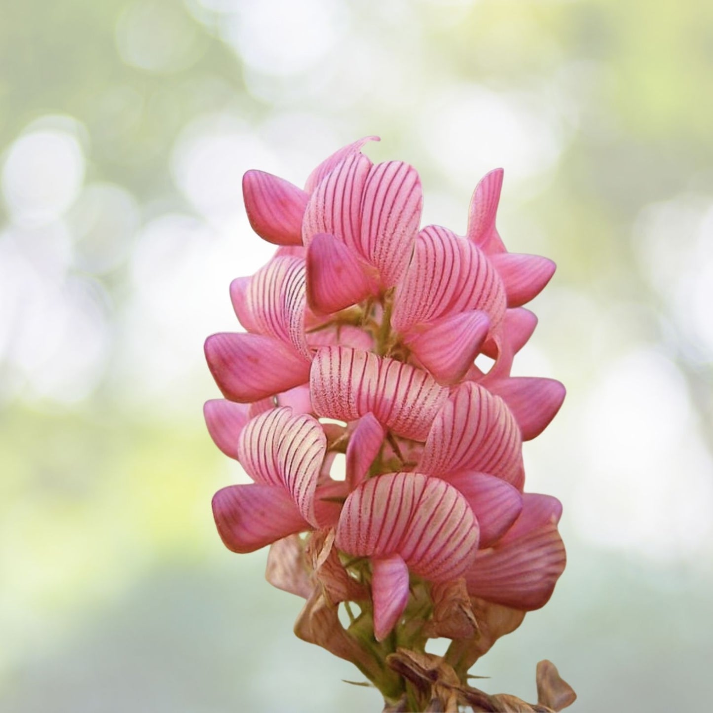 Pink Sainfoin Seeds - Ornamental Variety, 100+ Seeds, Onobrychis viciifolia, Free Shipping
