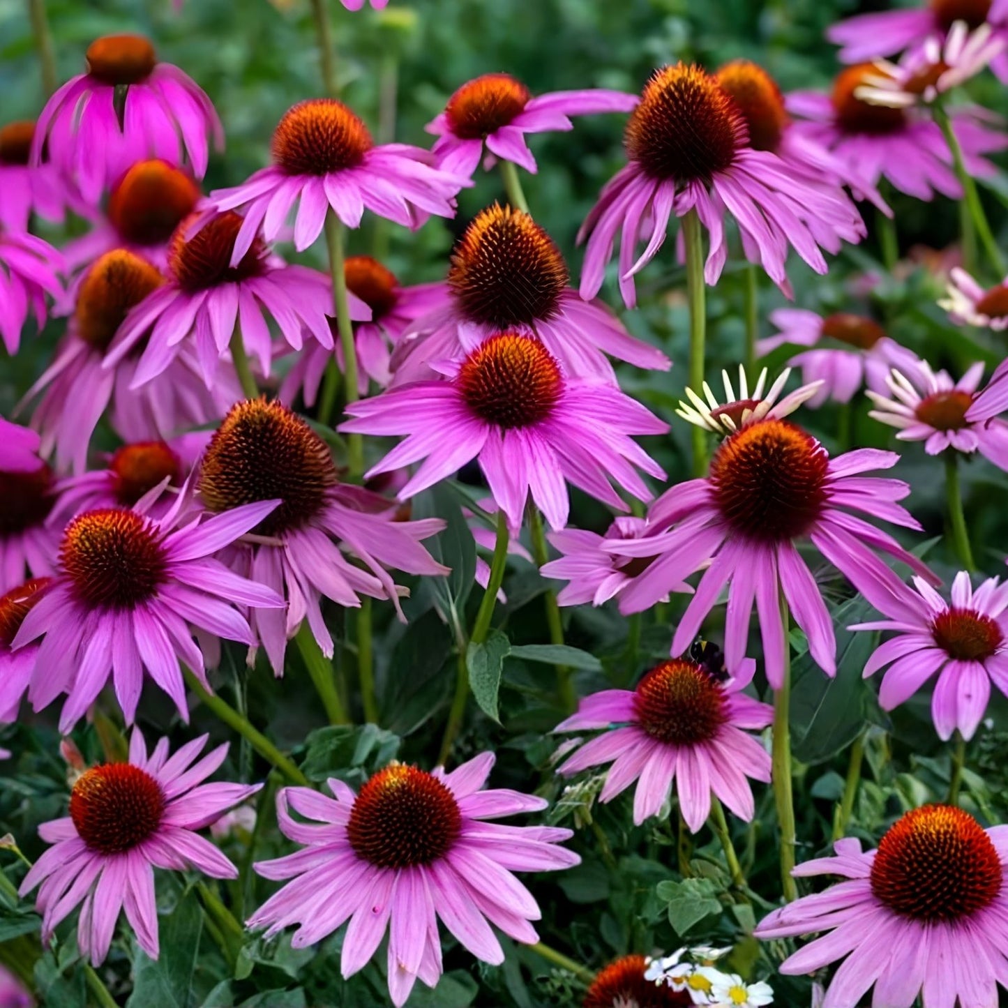 Purple Coneflower Seeds 250+ Count - Butterfly Attracting Echinacea purpurea Non-GMO Made in USA
