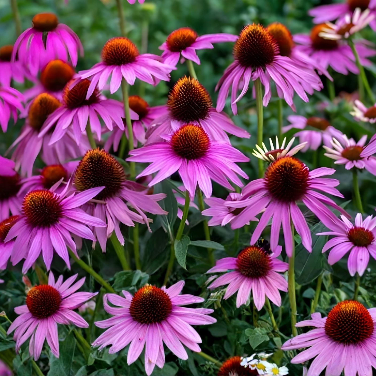 Purple Coneflower Seeds 250+ Count - Butterfly Attracting Echinacea purpurea Non-GMO Made in USA