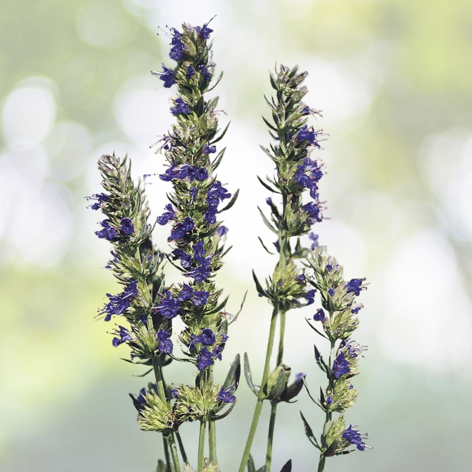 Hyssop Seeds - 200+ Fragrant Blue Flower Perennial Herb Seeds - Hyssopus officinalis - Mint Family - USA