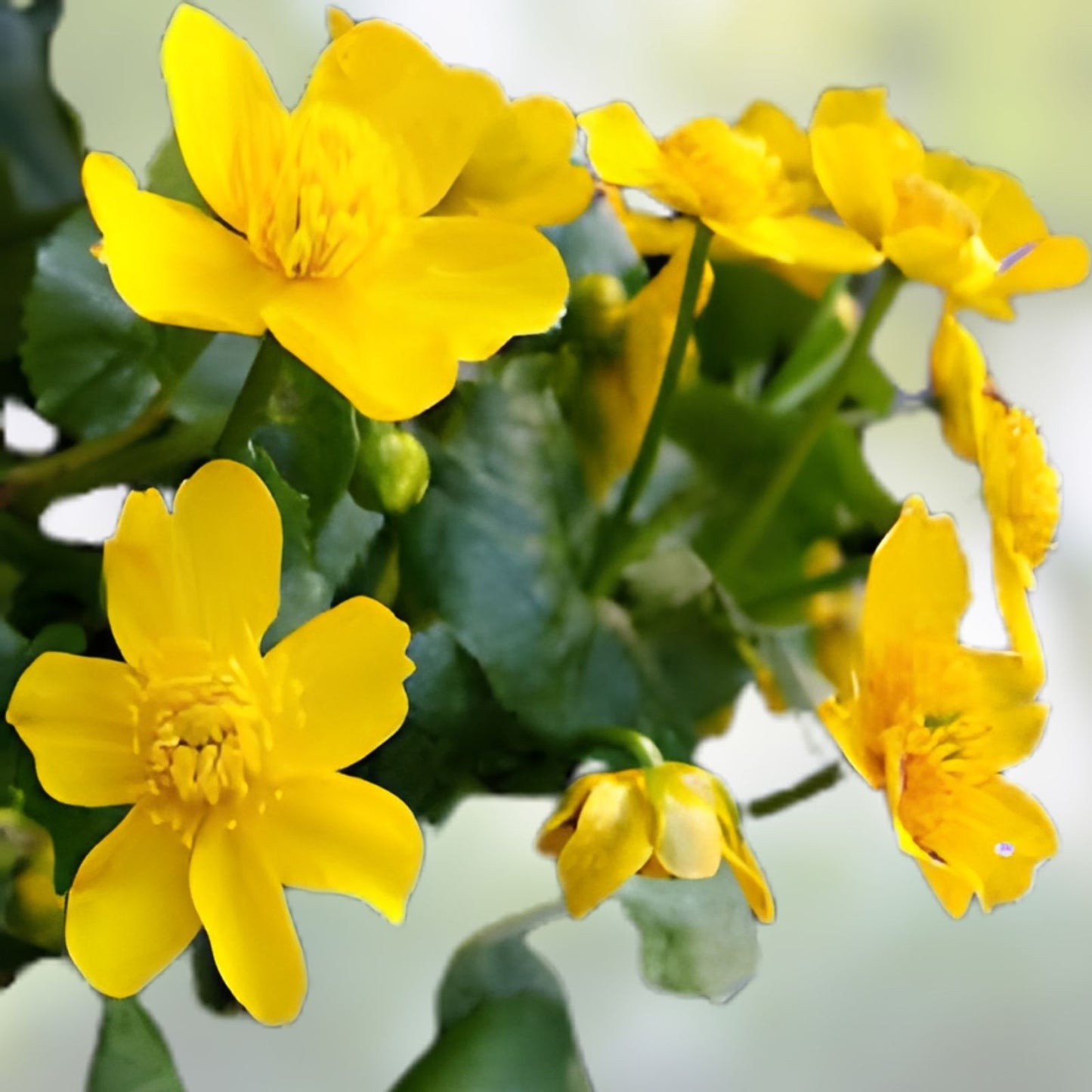 Marsh Marigold Seeds 50 Count Open Pollinated Caltha palustris Perennial Flowers for Planting