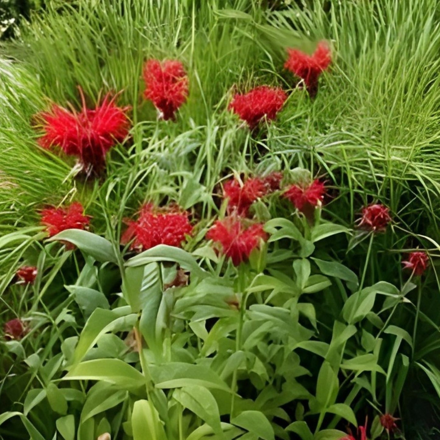 Bee Balm Live Perennial Starter Plant Jacob Cline Monarda didyma Fresh Garden Plant, Herb, Bee Attractant