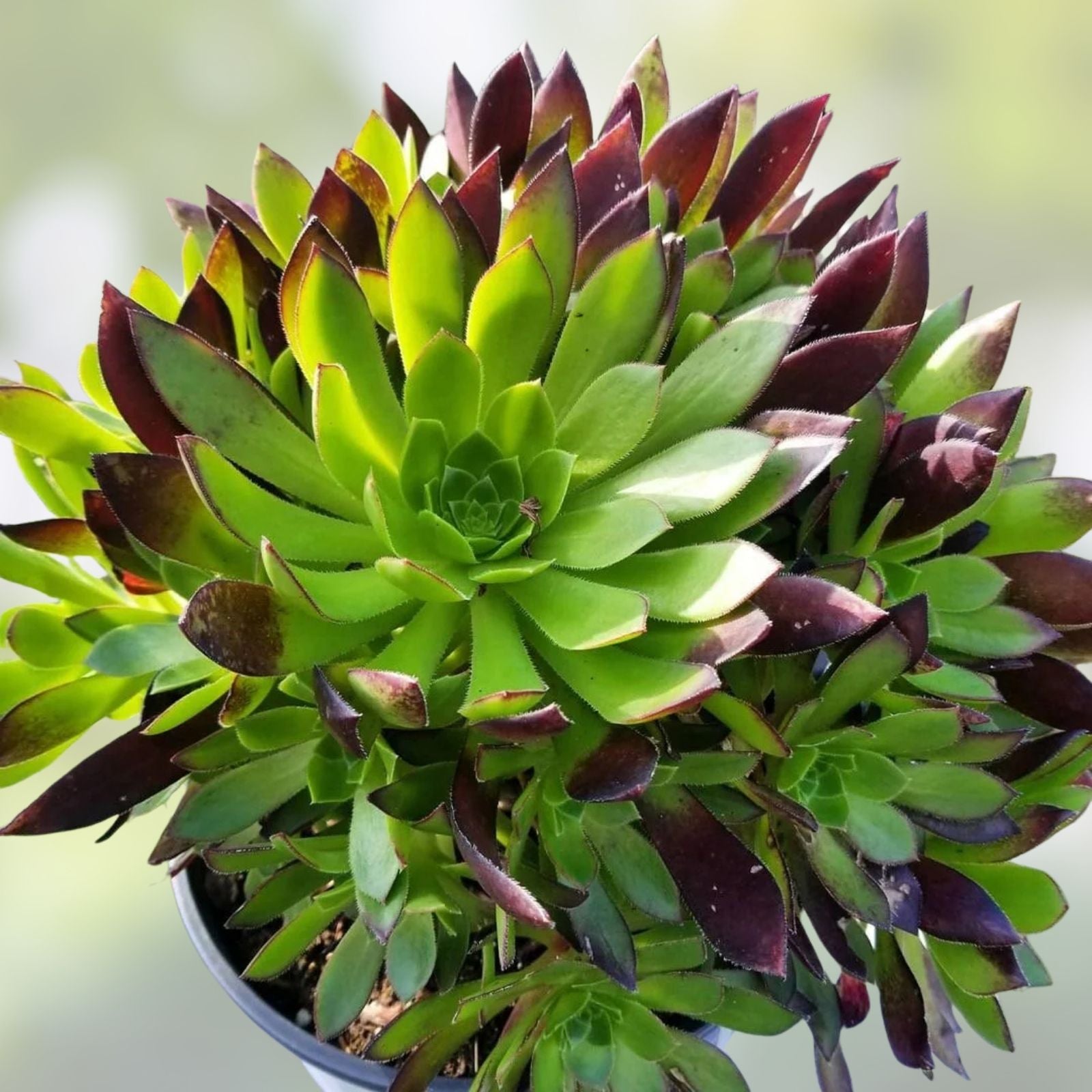 Aeonium Merlot Cuttings 2" or 4" Pot - Purple and Green Succulents for Indoor Gardening and Houseplant Decor
