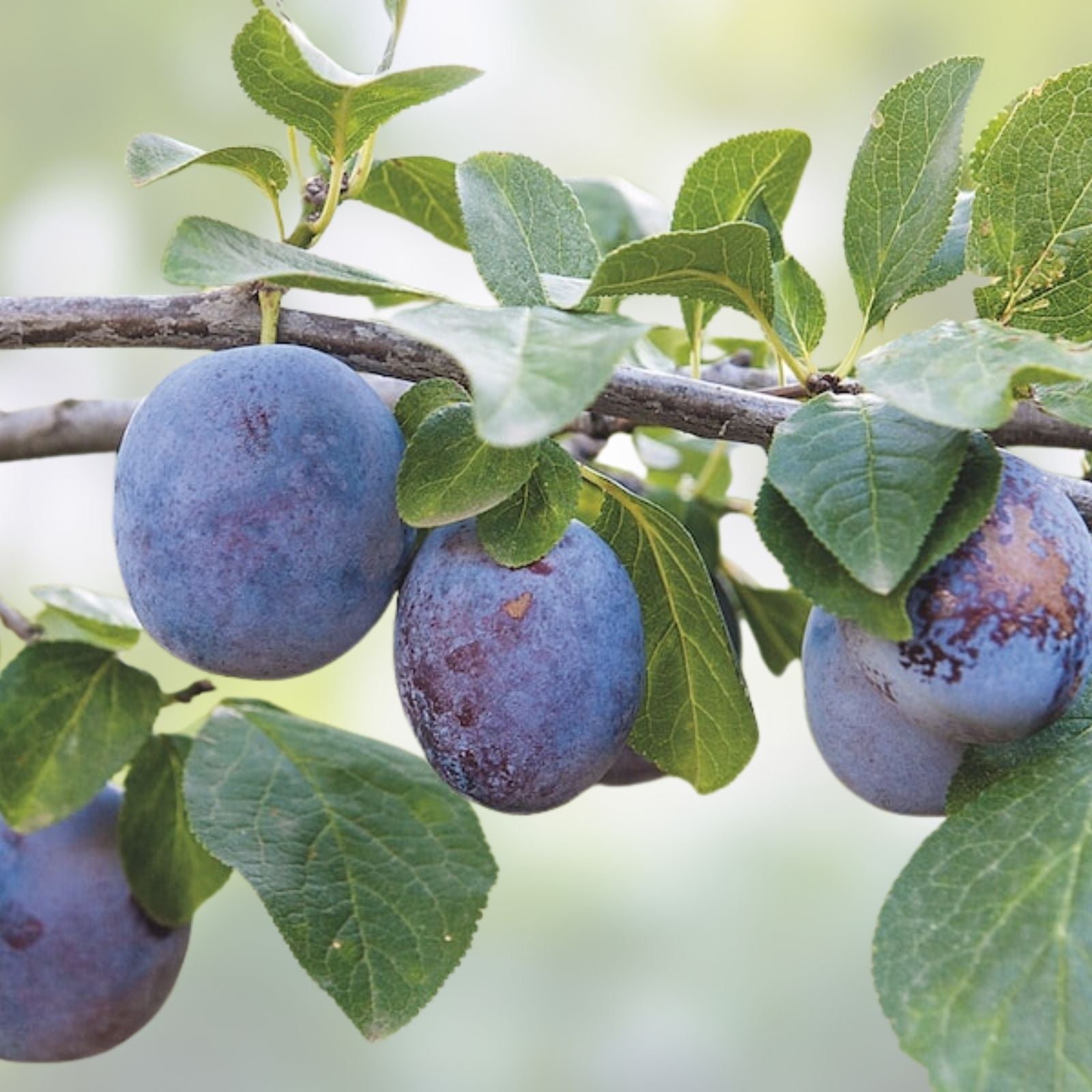 Plum Tree Rootstock Cutting 10 Pack Semi-Dwarf for Grafting Prunus domestica No Rootstock