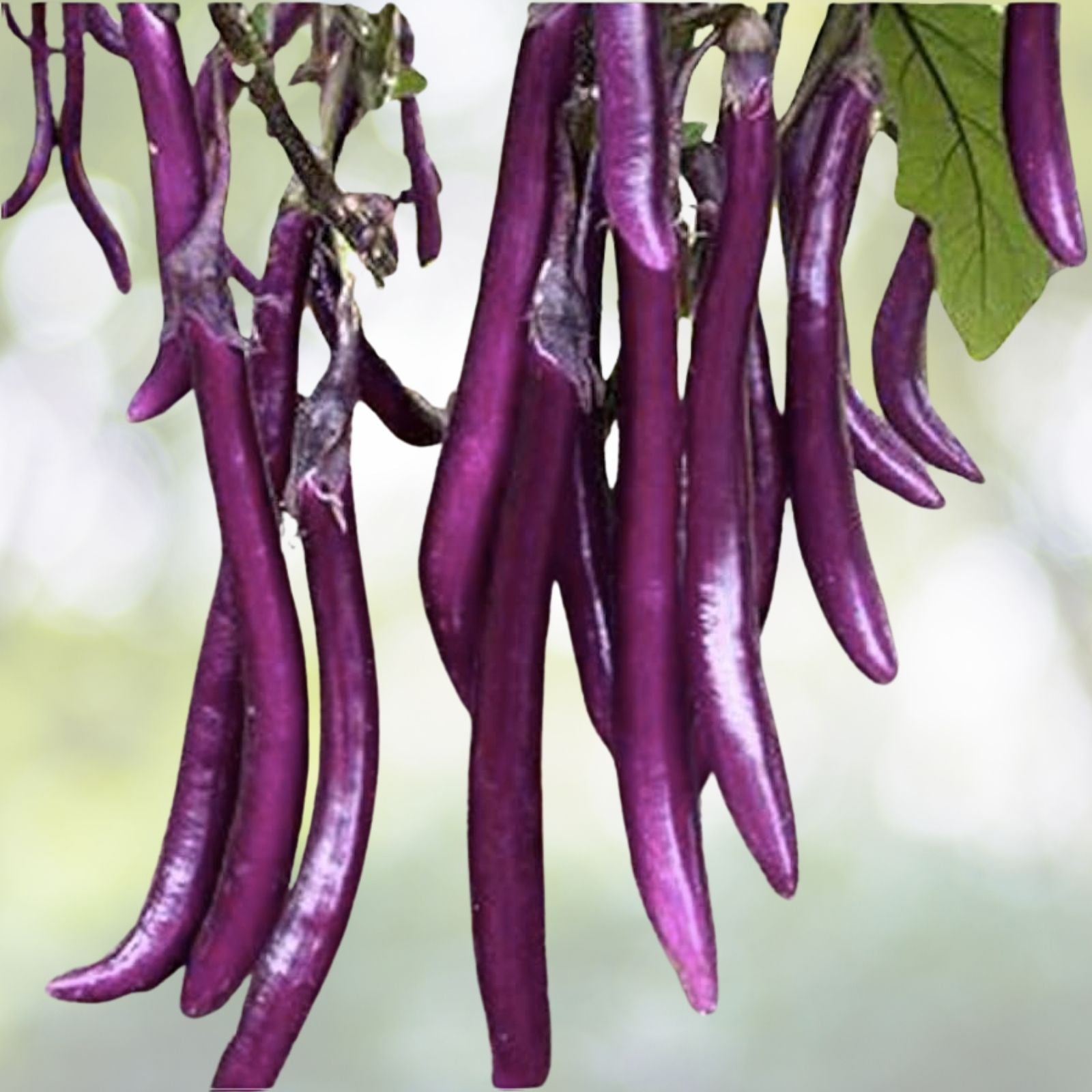 Chinese Eggplant Seeds - Long Purple Variety - 50+ Seeds - Aubergine Asian Vegetable - Non-GMO