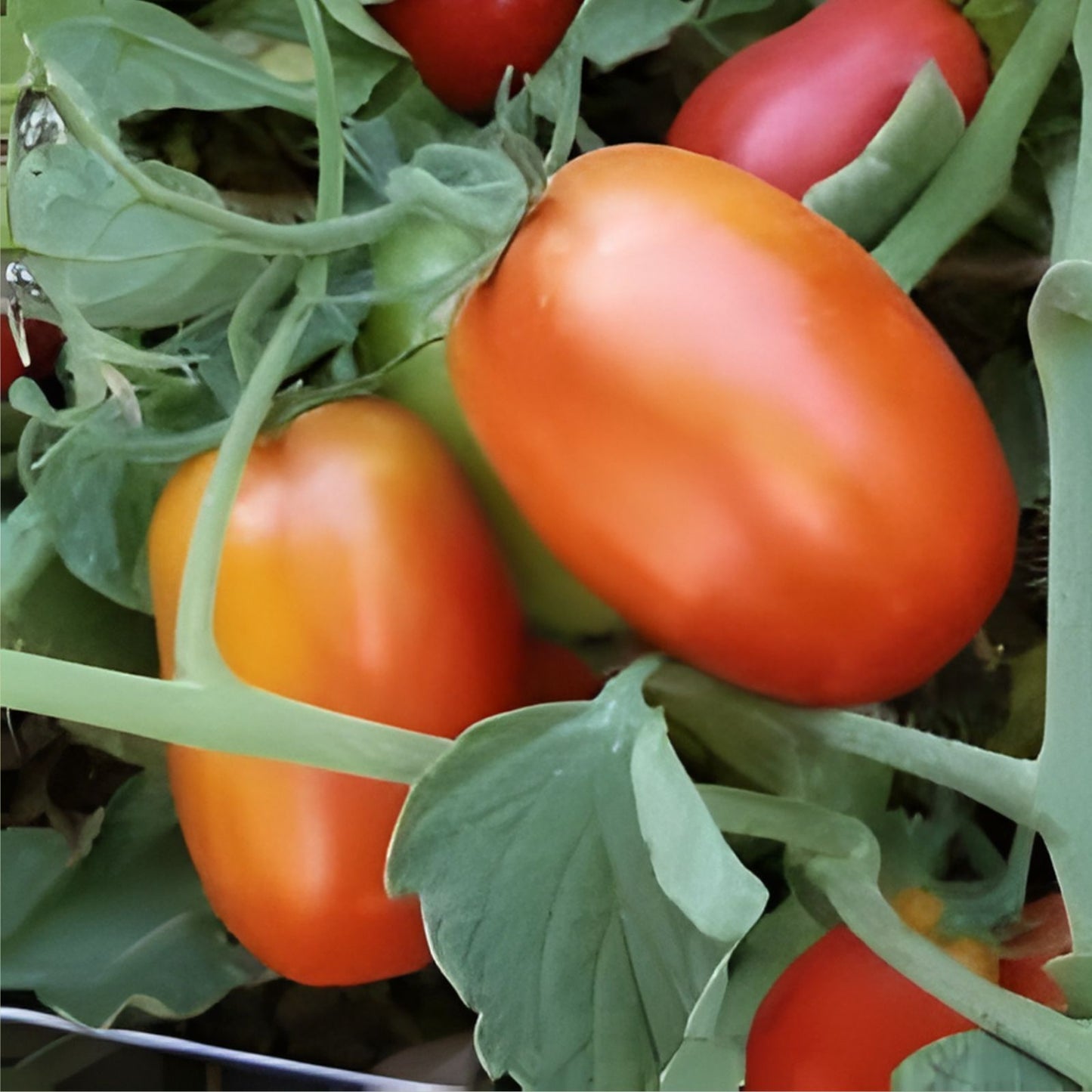 Tomato Seeds Set of 40+ Chef's Choice Pink Slicer Non-GMO Solanum lycopersicum Gardening Supplies