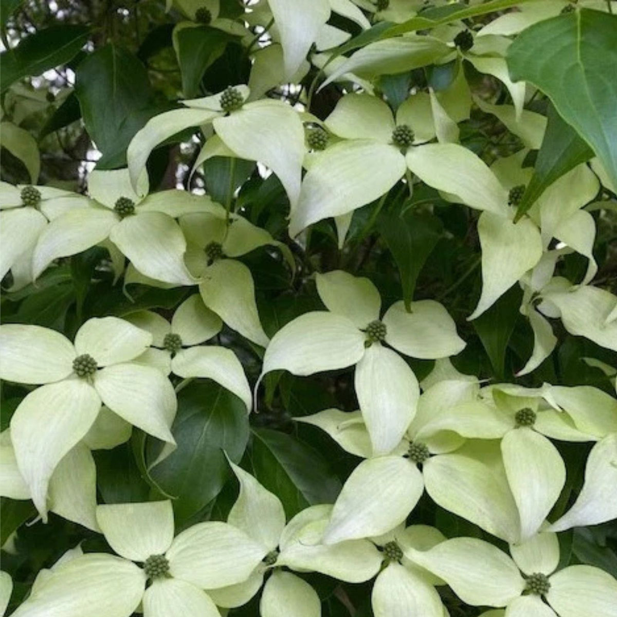 Kousa Dogwood Trees Set of 2   12" Tall, 4" Pot   White Blooming Cornus Kousa Shrubs