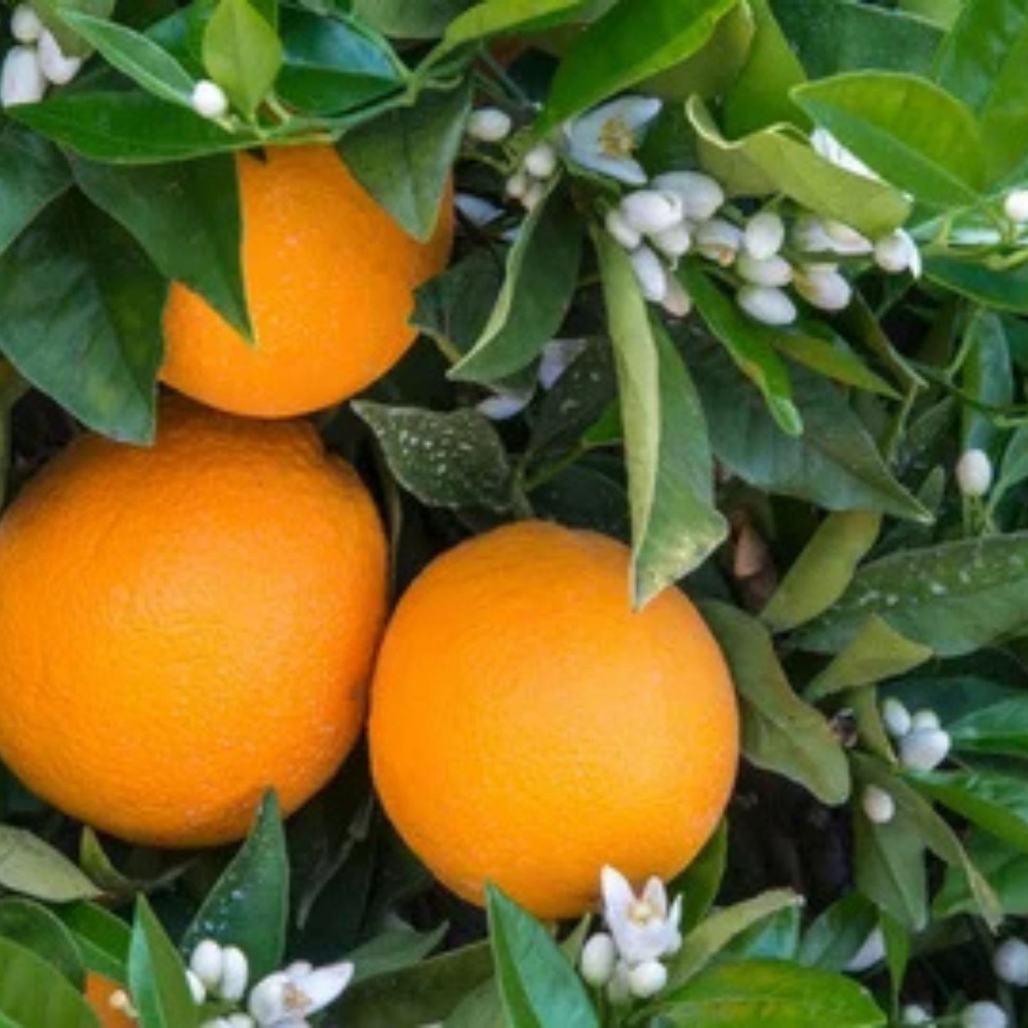 Washington Navel Orange Cuttings 6 Pack - Un-rooted Citrus sinensis for Home Gardening, Fruit Tree Propagation