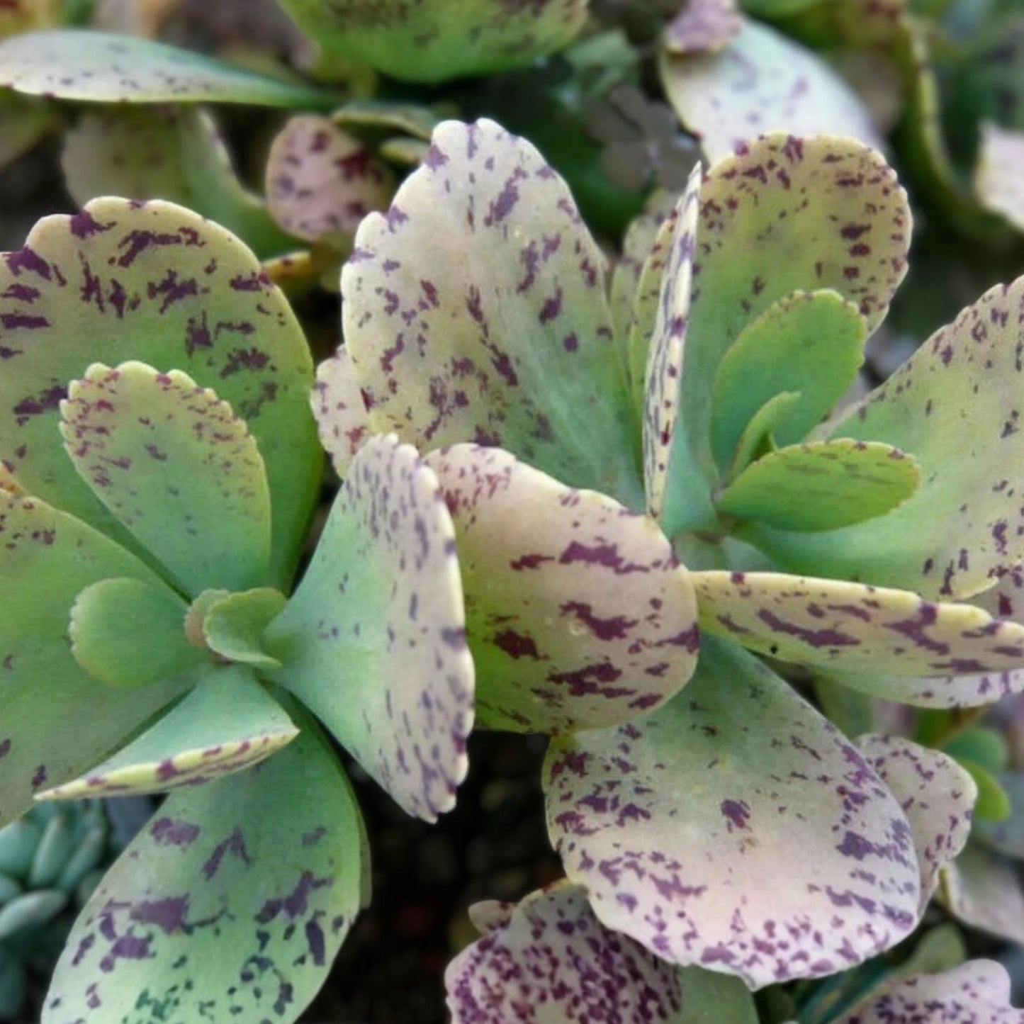 Kalanchoe Marmorata Succulent Cuttings 5+ inches Spotted Penwiper Plant, Rare Indoor Succulent, Easy Care, Unique Foliage