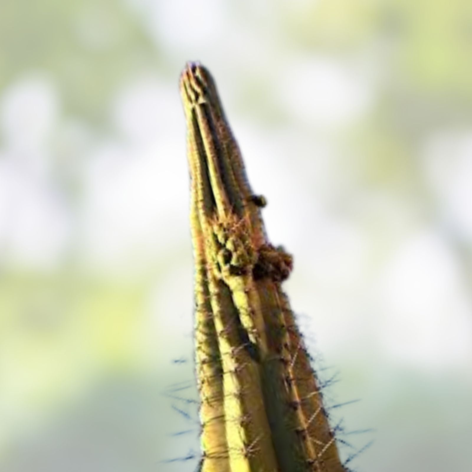 Cereus Werdemannianus Cactus Plant 25in Tall, Tall Columnar Succulent for Indoor Outdoor Gardens, Unique Desert Plant