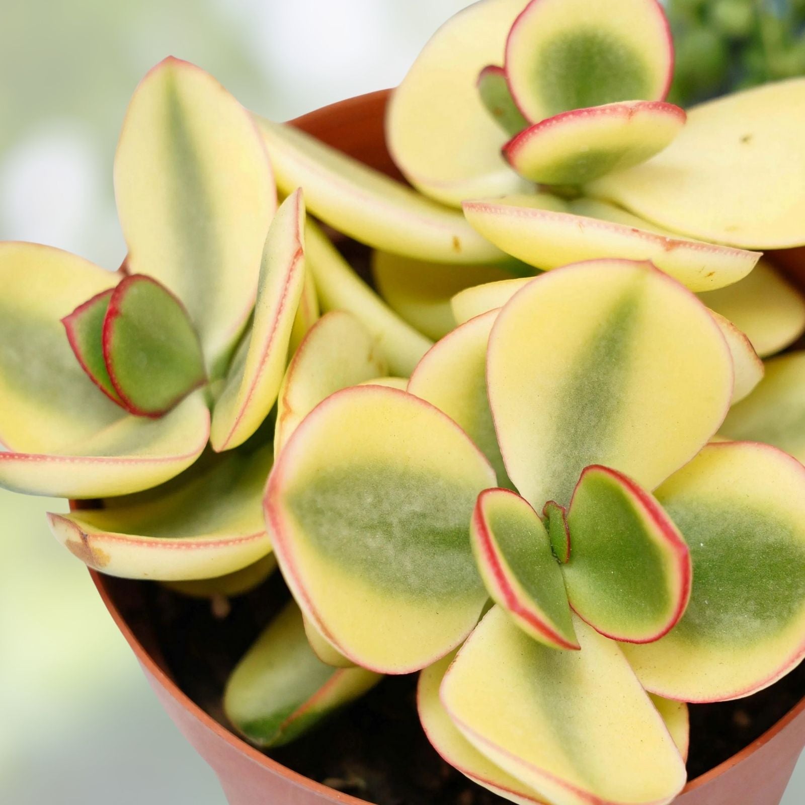 Succulent Plant Pair - 1" Variegated Crassula Perforata - Live Houseplants - Crassula perforata 'Variegata'