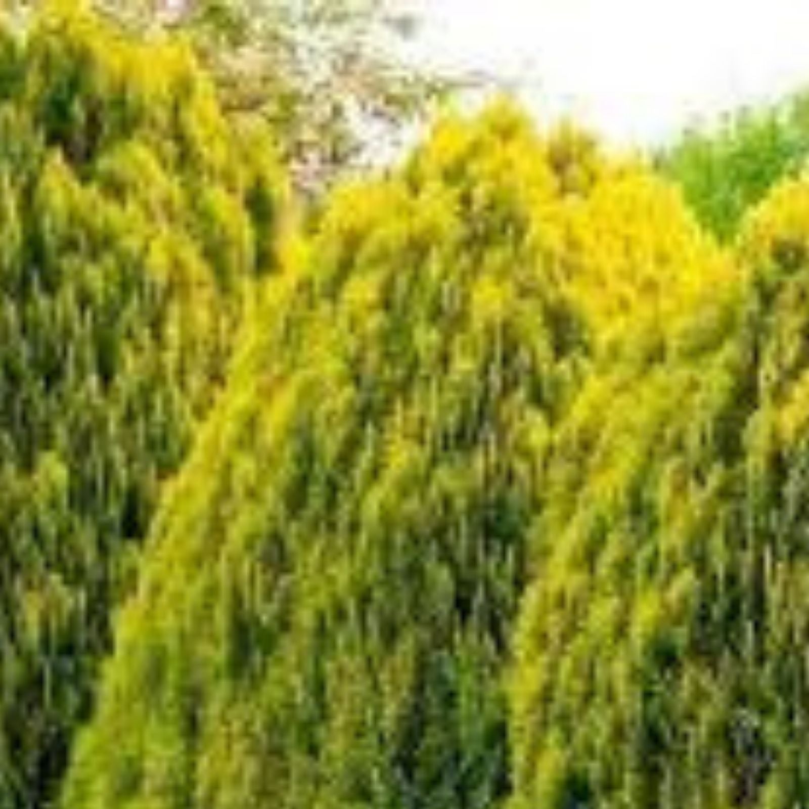 Golden Oriental Arborvitae Tree Seeds 30 Count - Platycladus orientalis for Planting and Landscaping
