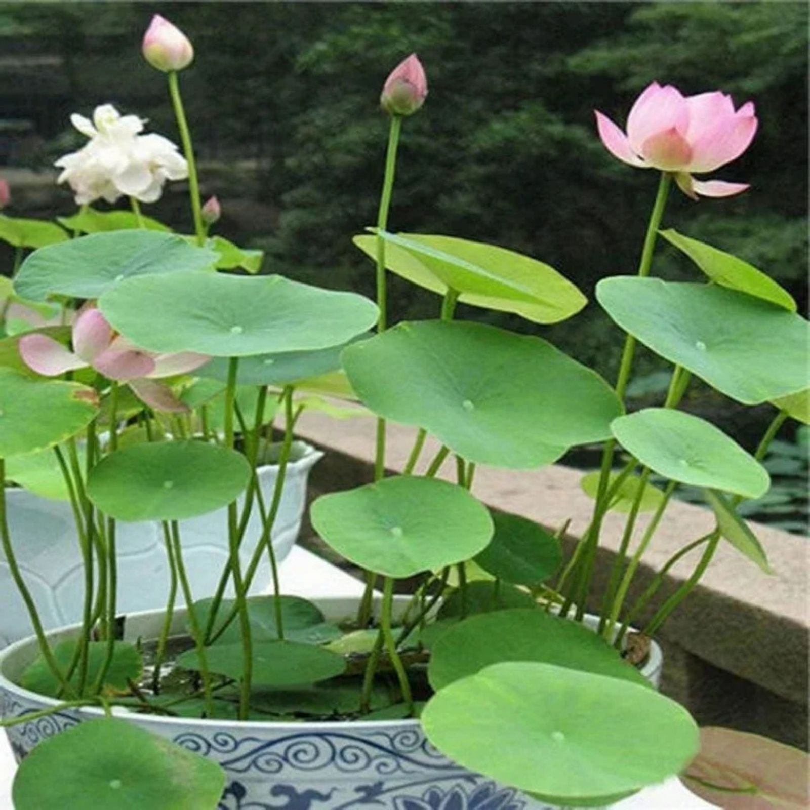 Bonsai Lotus Seeds - 10 Seeds - Flowering Water Plant with Lily Pad - Nelumbo nucifera