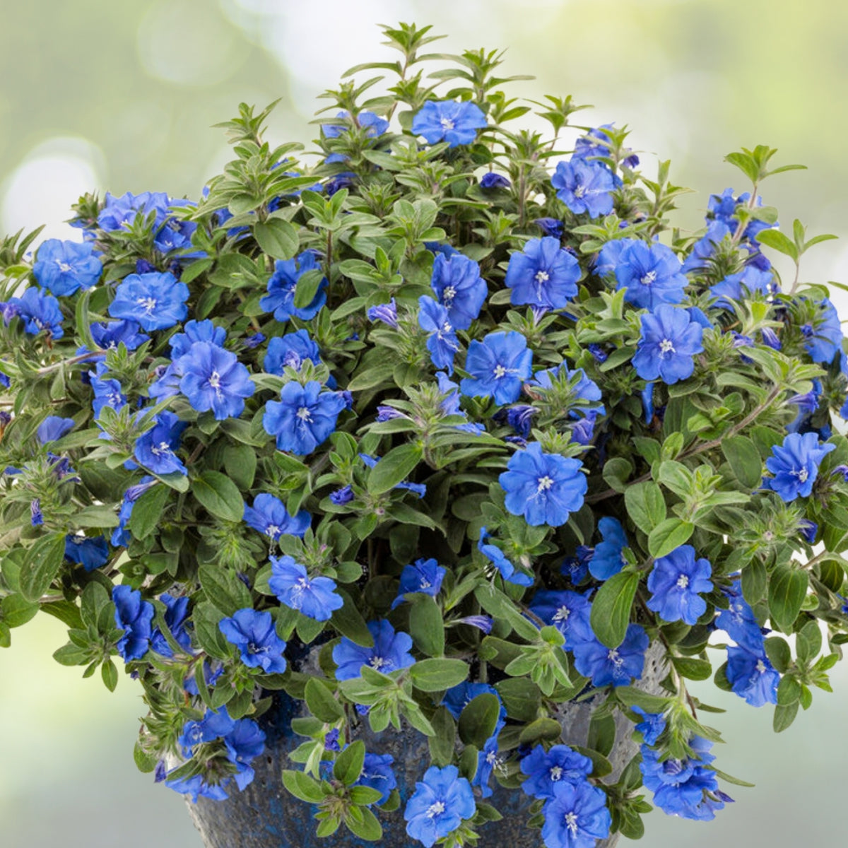 Large Live Blue My Mind Dwarf Morning Glory Plant 6in Pot, Evolvulus Hybrid, Vibrant Blue Flowers, Ornamental Ground Cover
