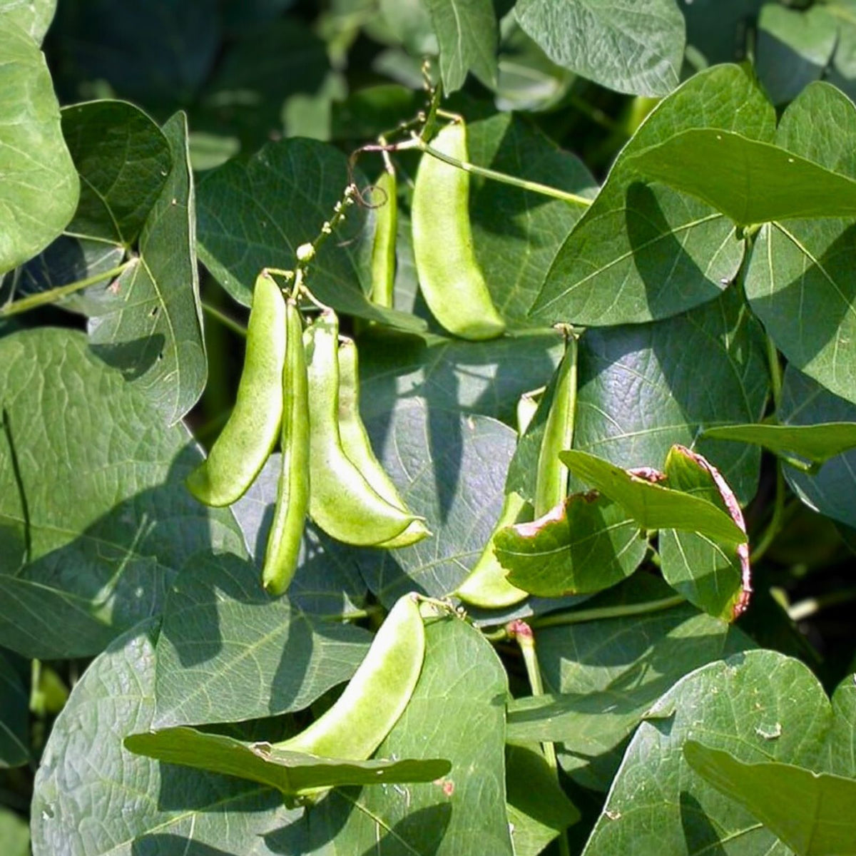 Lima Bean Seeds 2oz Non-GMO Heirloom Bush Type - Phaseolus lunatus, 75 Days Maturity