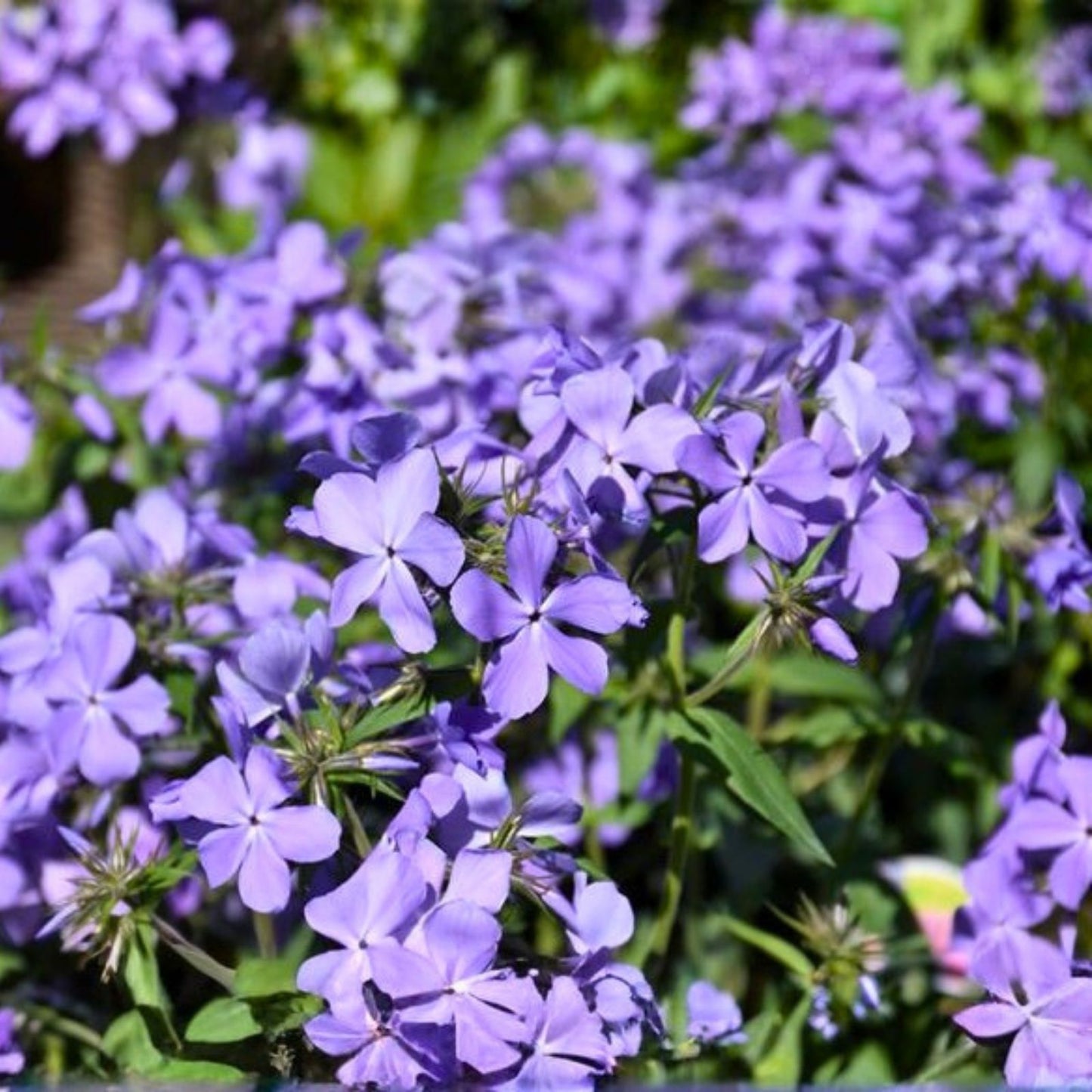 Phlox Seeds 125 Count Blue Moon Variety Annual Garden Flower Seeds Phlox paniculata