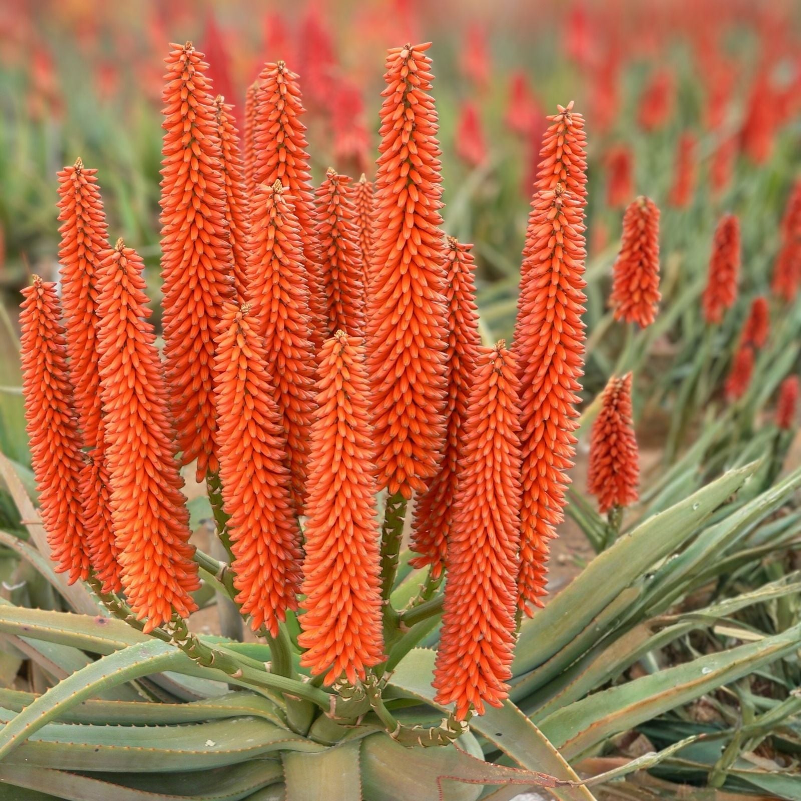 Aloe Cuttings - RAW Cuttings - Aloe 'Tangerine' - Succulent Plant for 1g Pot - Easy to Grow Indoor or Outdoor