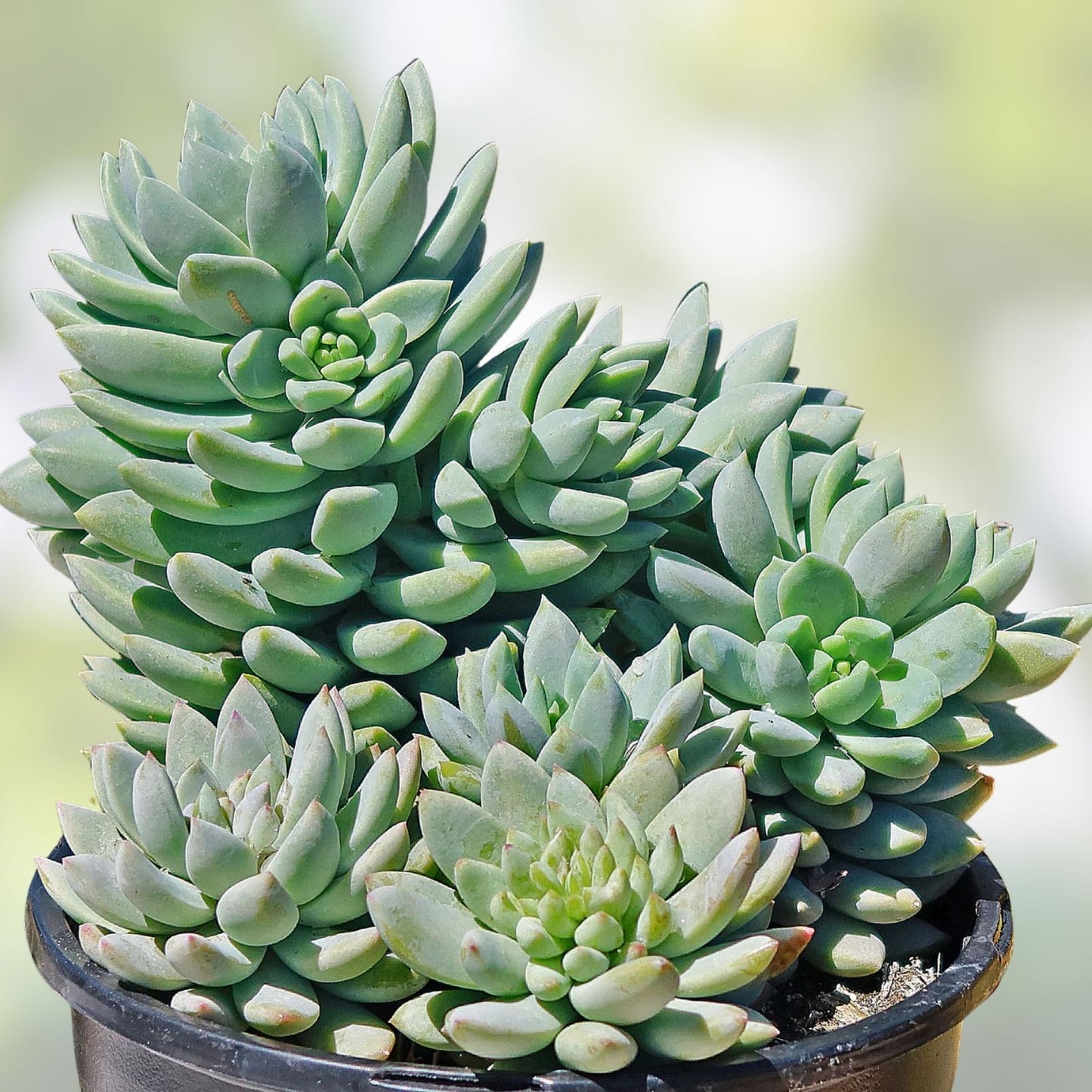 Sedeveria Silver Frost Succulent Plant 2 Inch | Indoor Garden Decor | Low Maintenance Succulent | Echeveria Hybrid