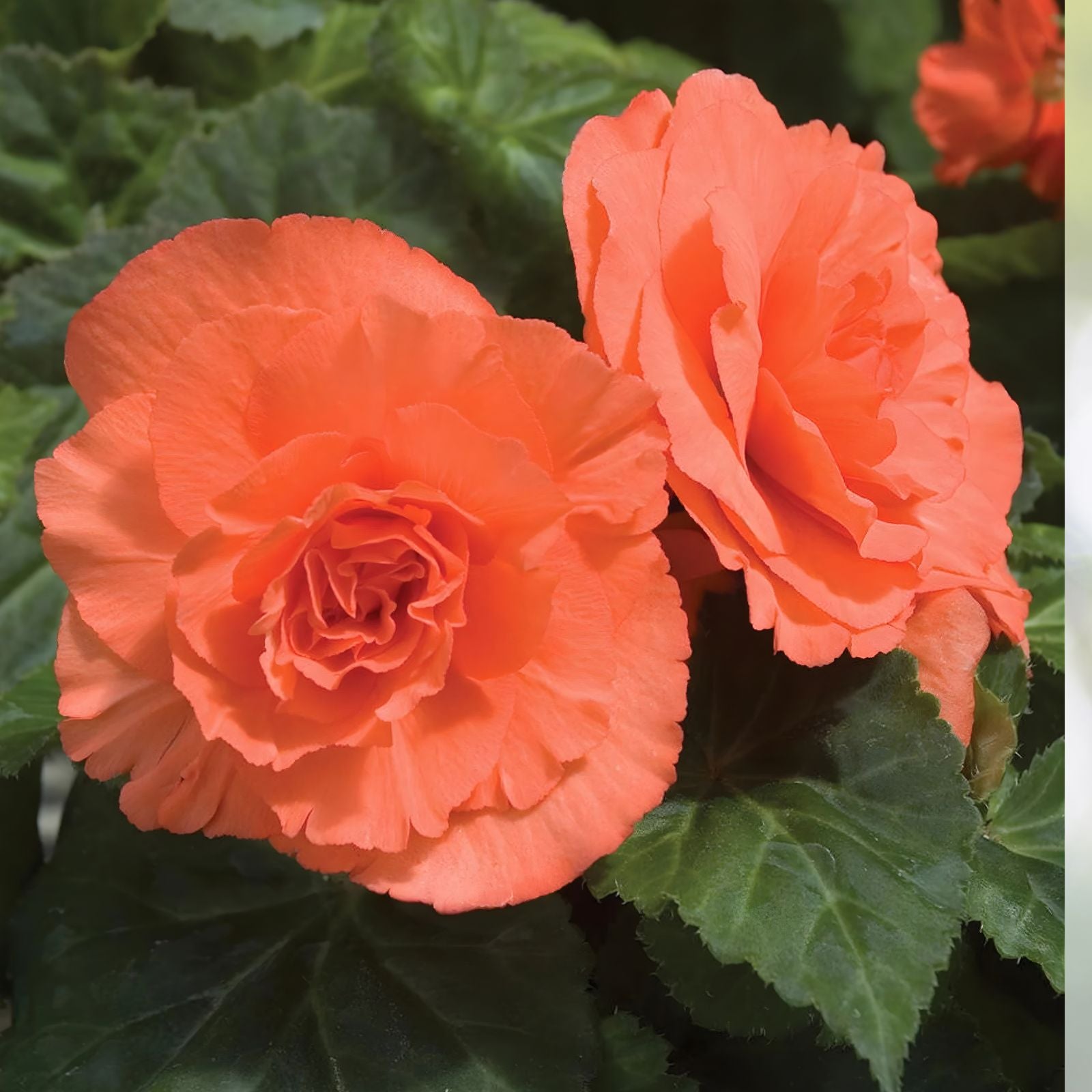 Begonia Seeds 100 Count - Glory Hot Tip Salmon - Begonia x hybrida Flower Seeds for Garden, Patio, and Indoor Planting