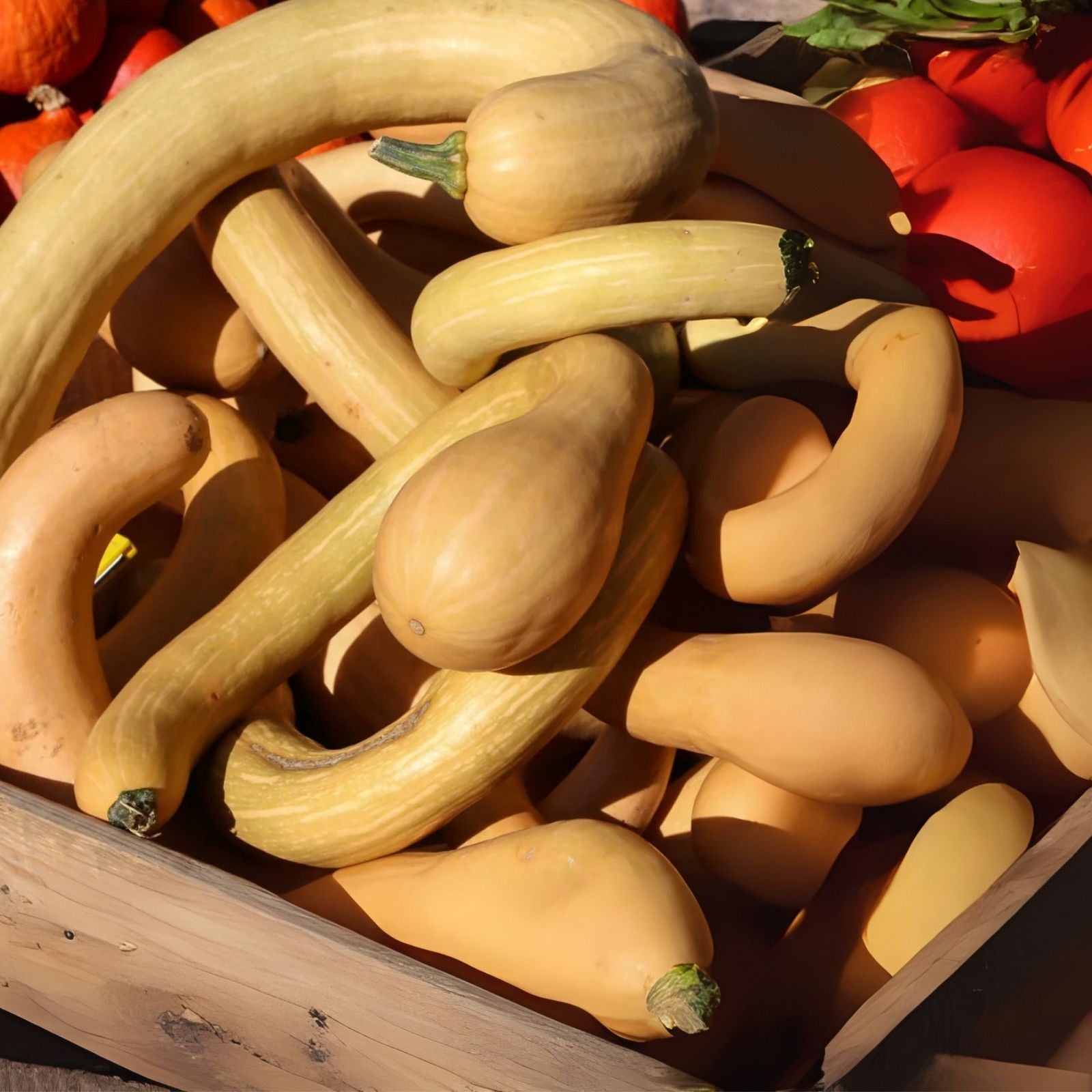 Trombone Squash Seeds - 20 Tromboncino Squash Plants - Cucurbita moschata - Heirloom Vegetable Seeds for Planting