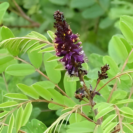 False Indigo Bush Seeds - 100 Seeds - Amorpha fruticosa - Native Plant for Gardens and Landscaping