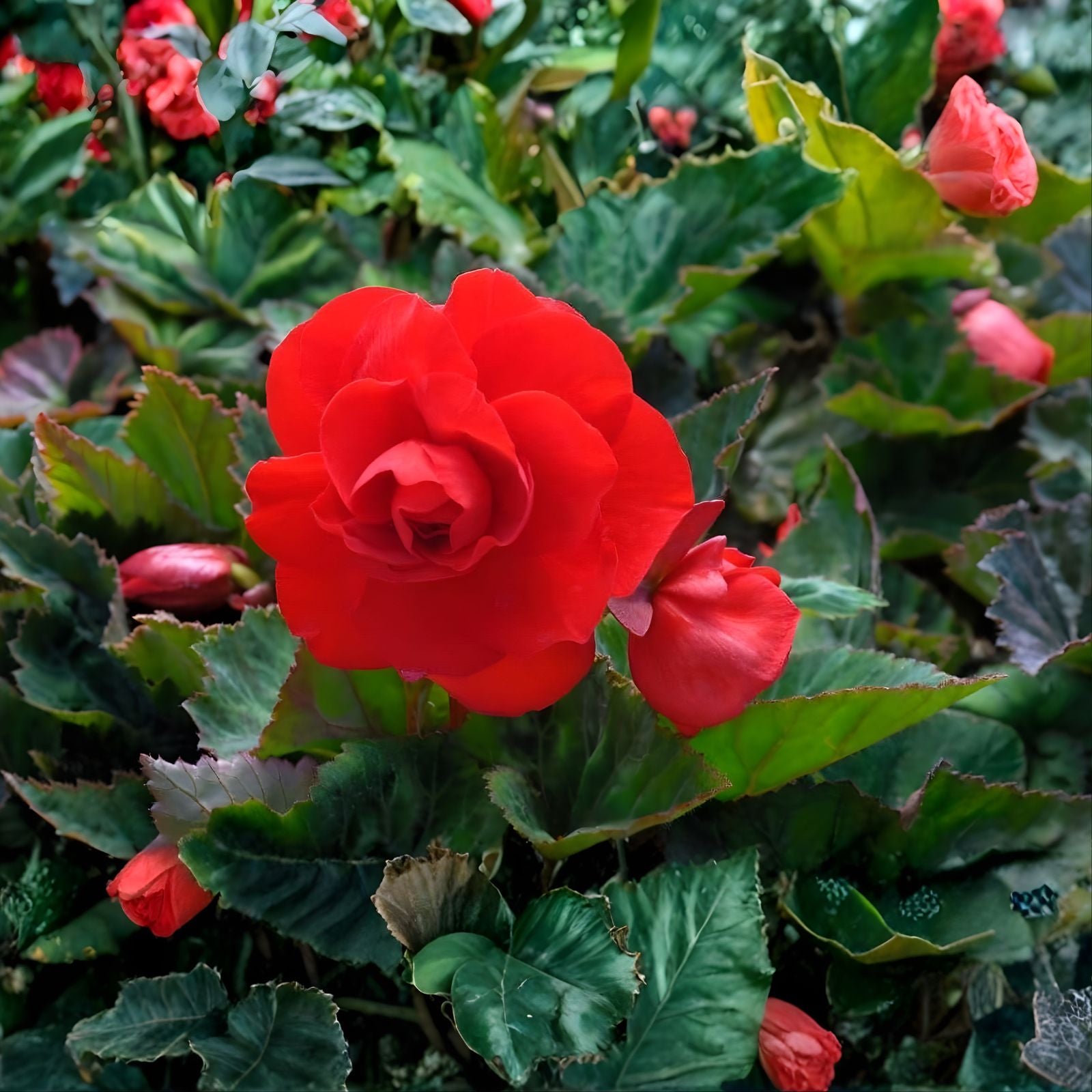 Begonia Seeds 500 Count Hot Tip Red Glory Tuberhybrida Flower Seeds Non-California Shipping