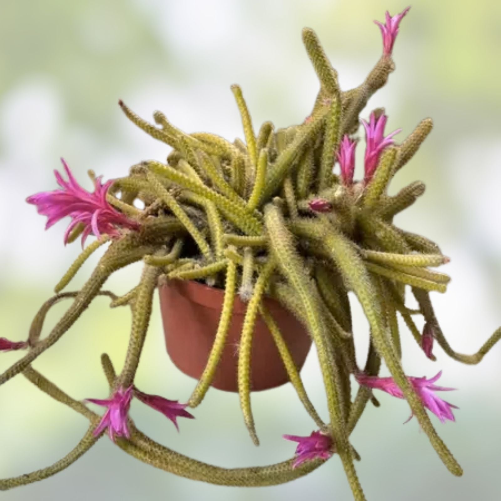Rat Tail Cactus Cuttings 3 Fresh Aporocactus Flagelliform Succulent Pink - Live Plant, Easy Care, Indoor or Outdoor, Desert Plant