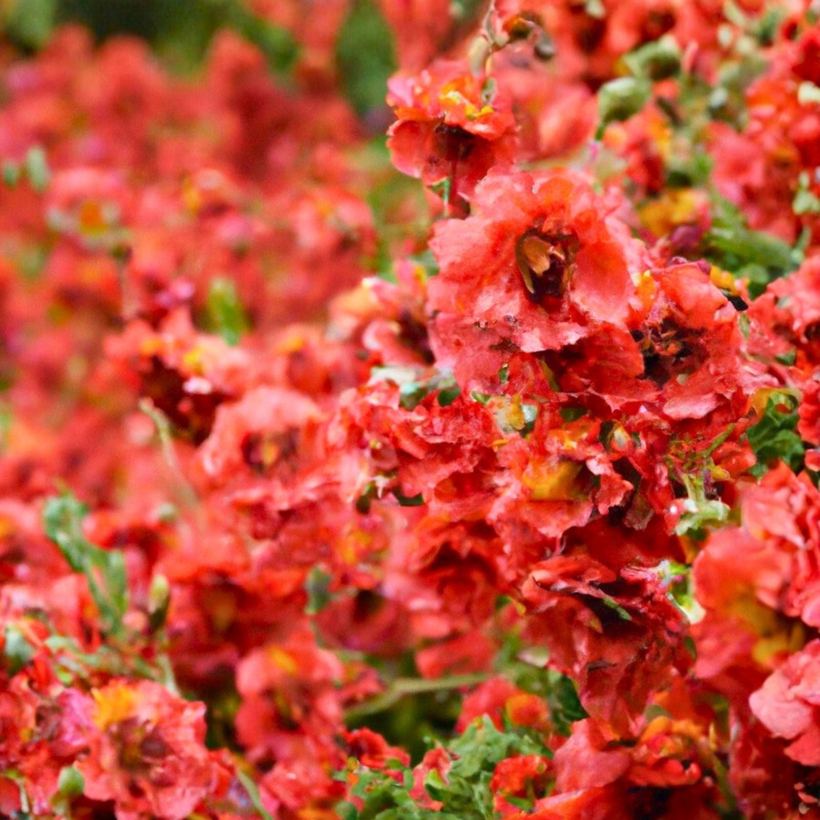 Monroe's Globemallow Seeds 80+ | Drought Tolerant Flowering Shrub Sphaeralcea ambigua | Native Wildflower Plant