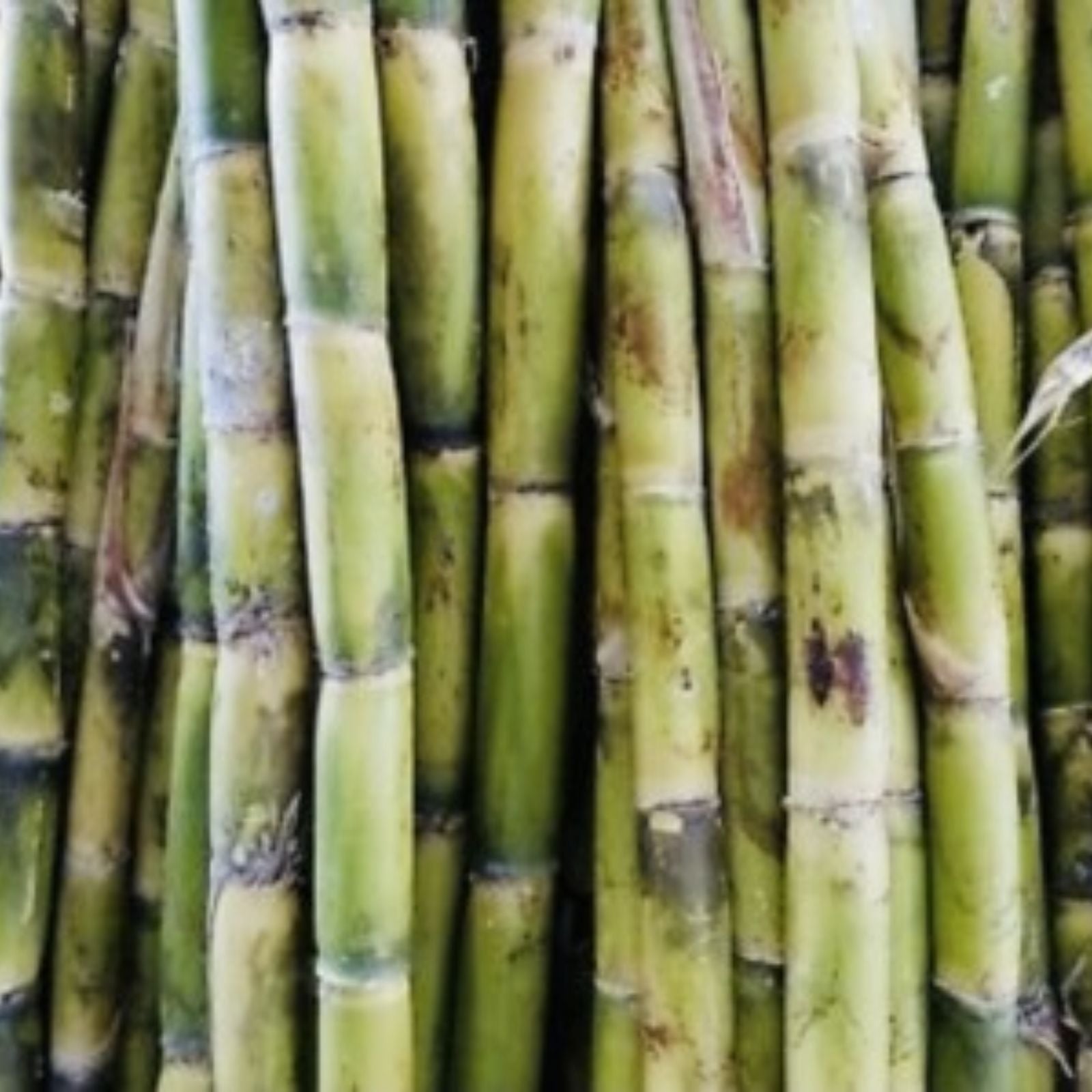 Fresh Cut Sugar Cane Sticks 10 LB Green Purple Non-GMO Sweet Cane Saccharum officinarum