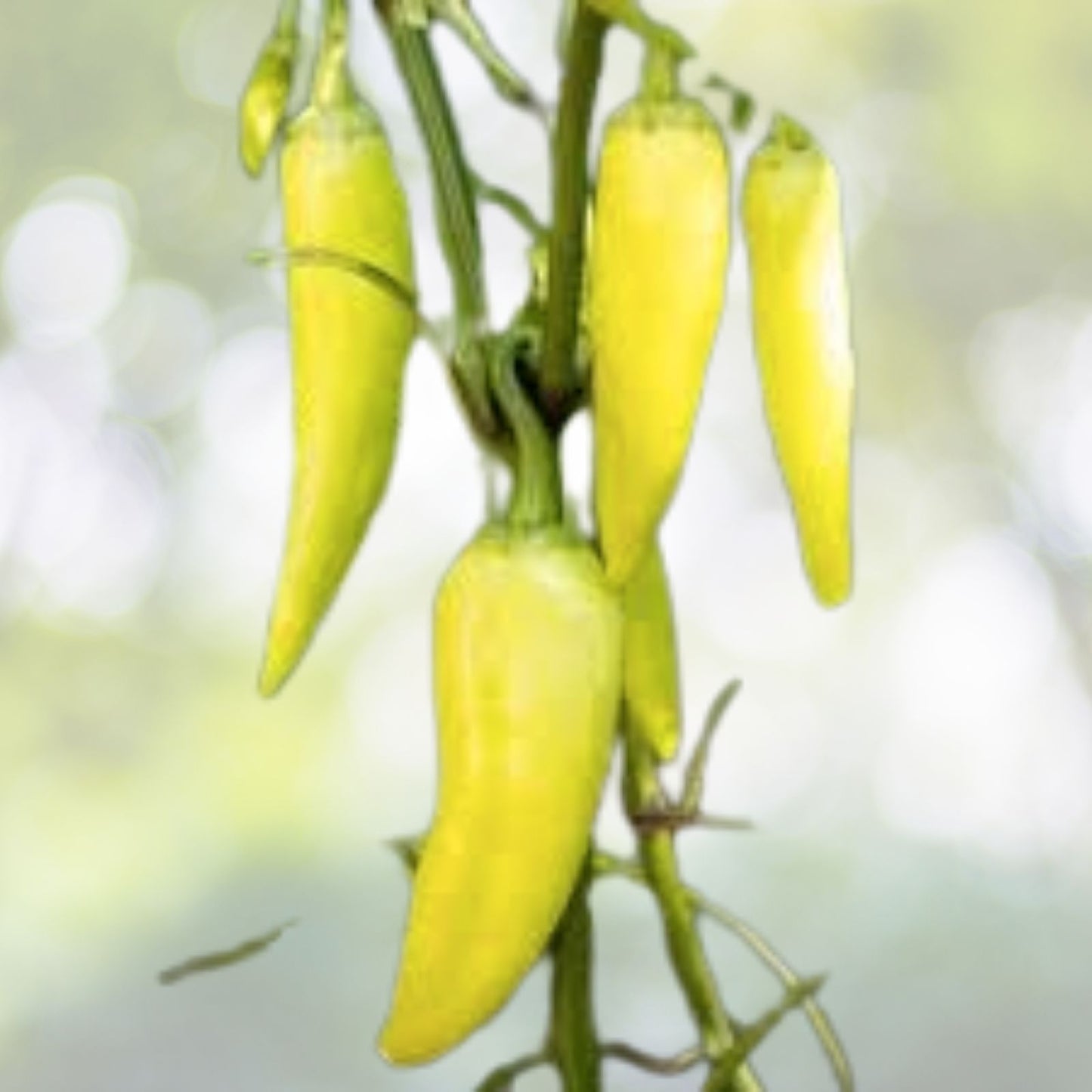 50+ Sweet Banana Pepper Seeds - Heirloom Non-GMO - Capsicum annuum - Fresh USA Grown
