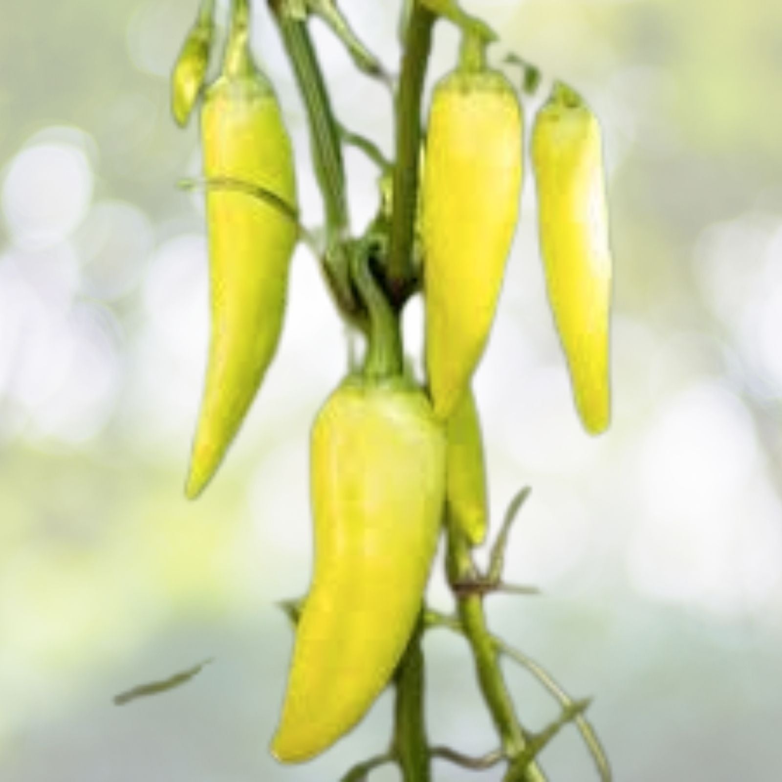 50+ Sweet Banana Pepper Seeds - Heirloom Non-GMO - Capsicum annuum - Fresh USA Grown