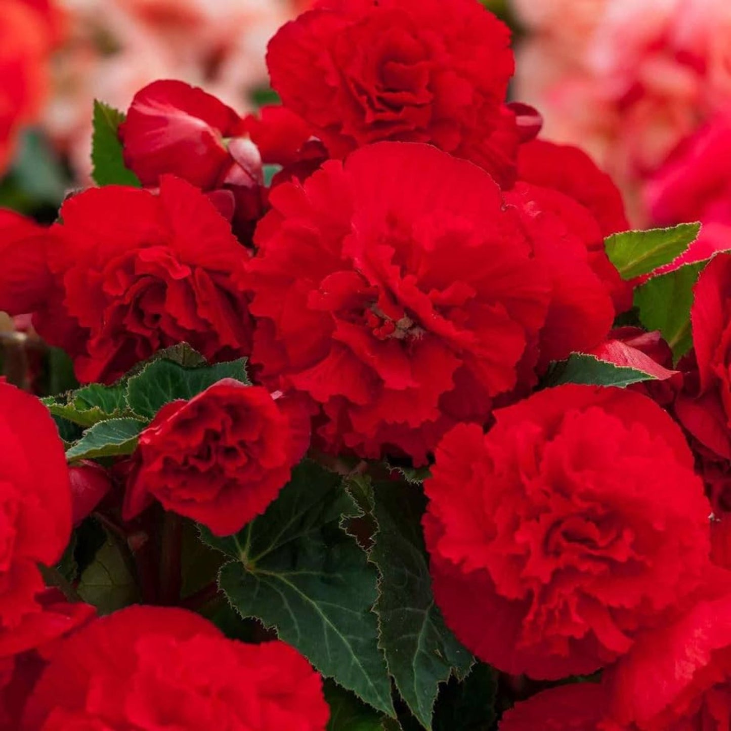 Begonia Seeds 1000 Count Bright Red Nonstop Begonia (Begonia x tuberhybrida) for Gardens and Containers