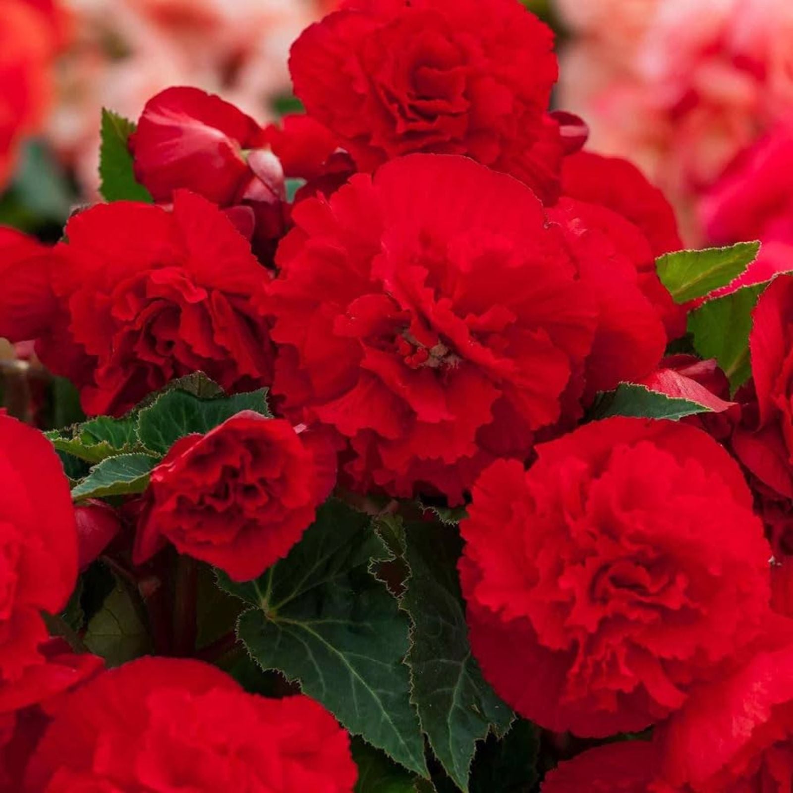 Begonia Seeds 1000 Count Bright Red Nonstop Begonia (Begonia x tuberhybrida) for Gardens and Containers