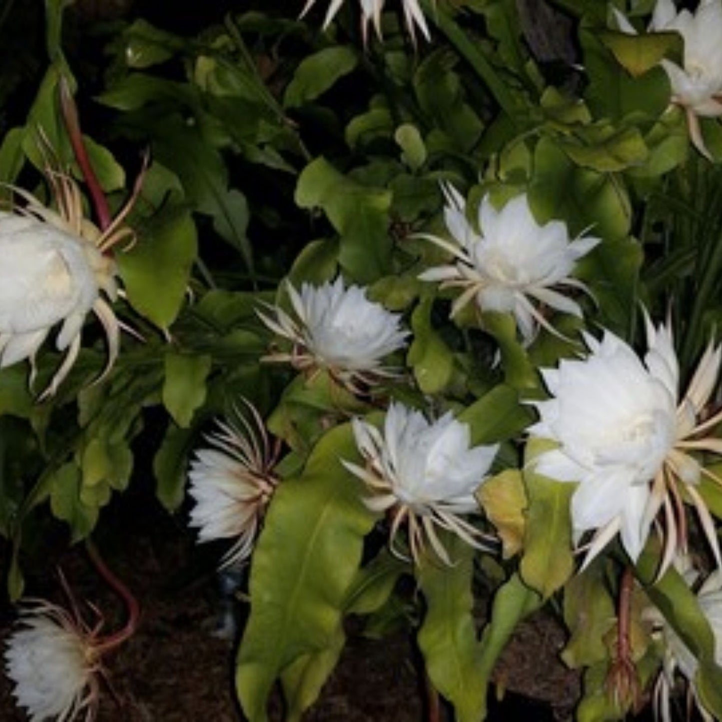 Unrooted Epiphyllum Glow Bug Cuttings 8-10 inches, Tropical Succulent, Indoor Plant Propagation, Epicactus