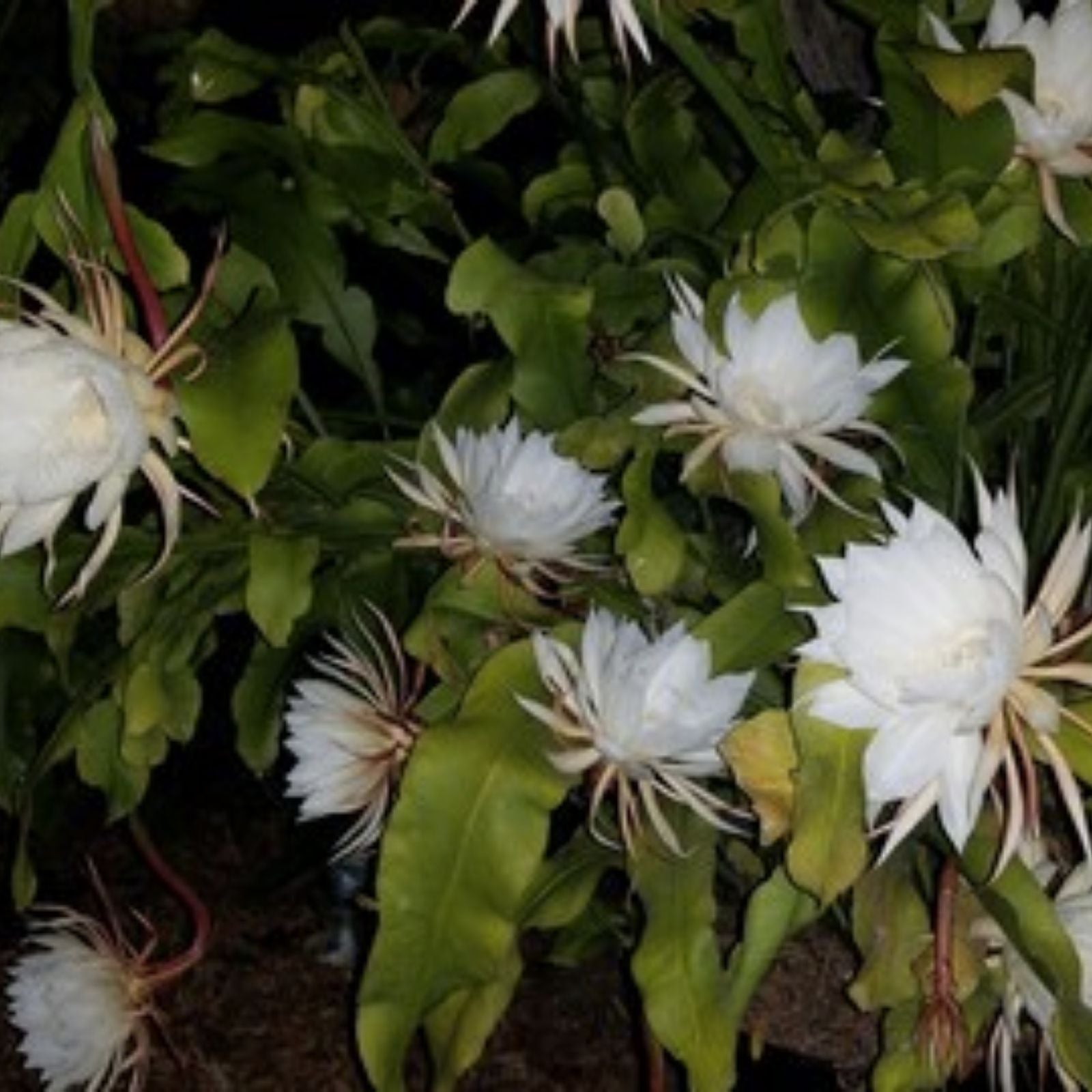 Unrooted Epiphyllum Glow Bug Cuttings 8-10 inches, Tropical Succulent, Indoor Plant Propagation, Epicactus
