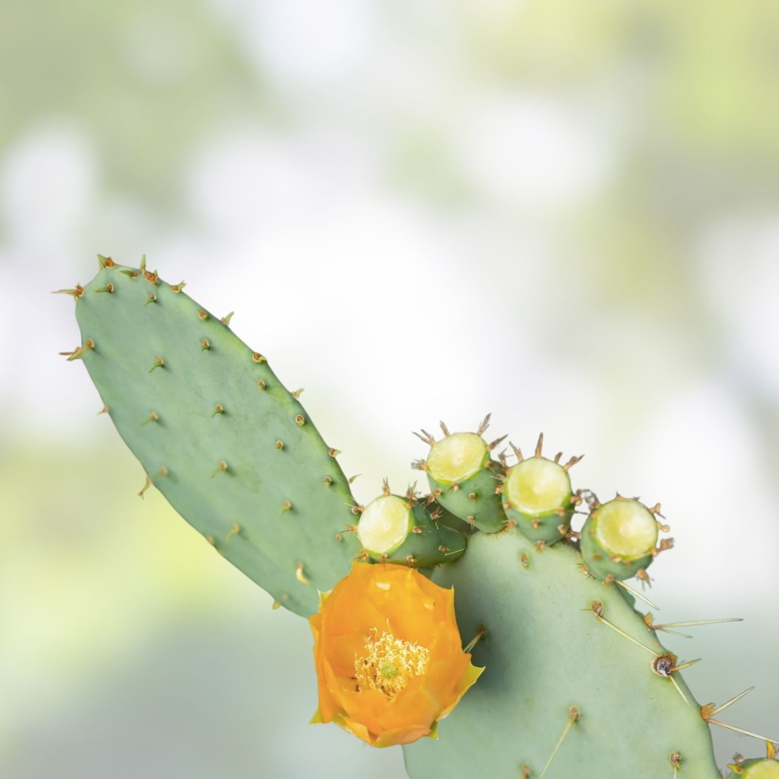 Opuntia Megasperma Var, Mesophytica Pad Cutting - Galapagos Prickly Pear Cactus for Planting and Propagation