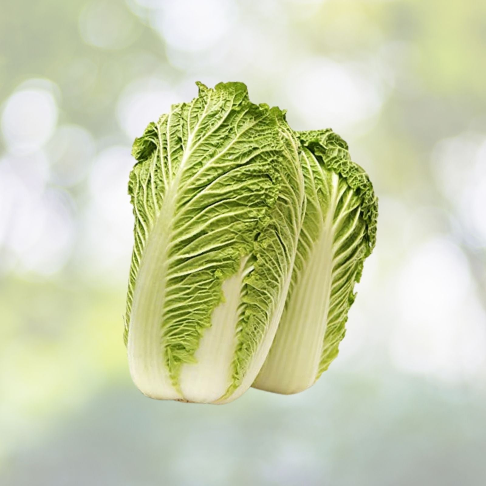 200+ Chinese Cabbage Seeds - Michihili Heading Cabbage (Brassica rapa) - Bok Choy Variety for USA Gardeners