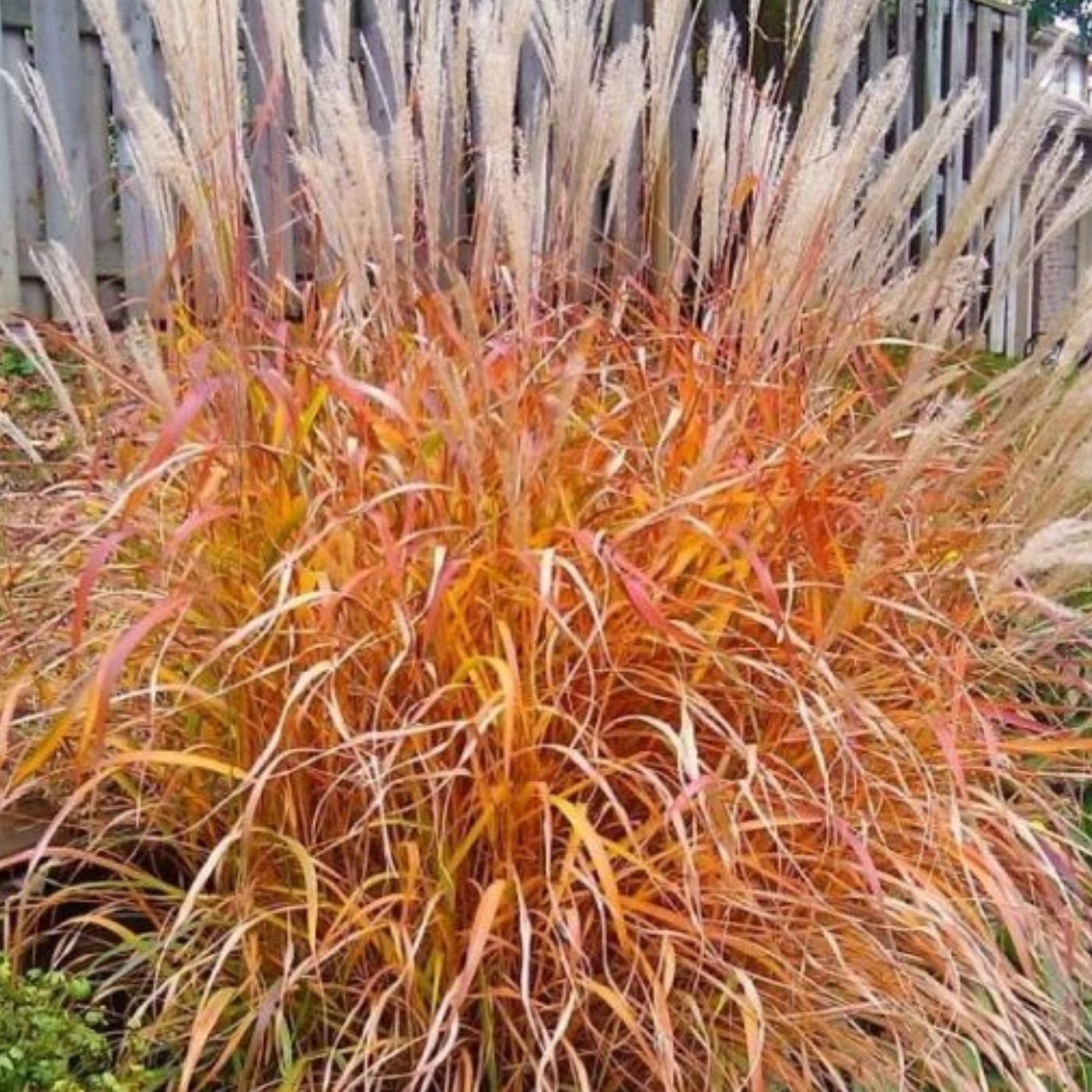 Adagio Ornamental Grass - 3 Clumps - Spouting Varieties - Miscanthus sinensis 'Adagio' - Garden Grass, Decorative Grass Plant