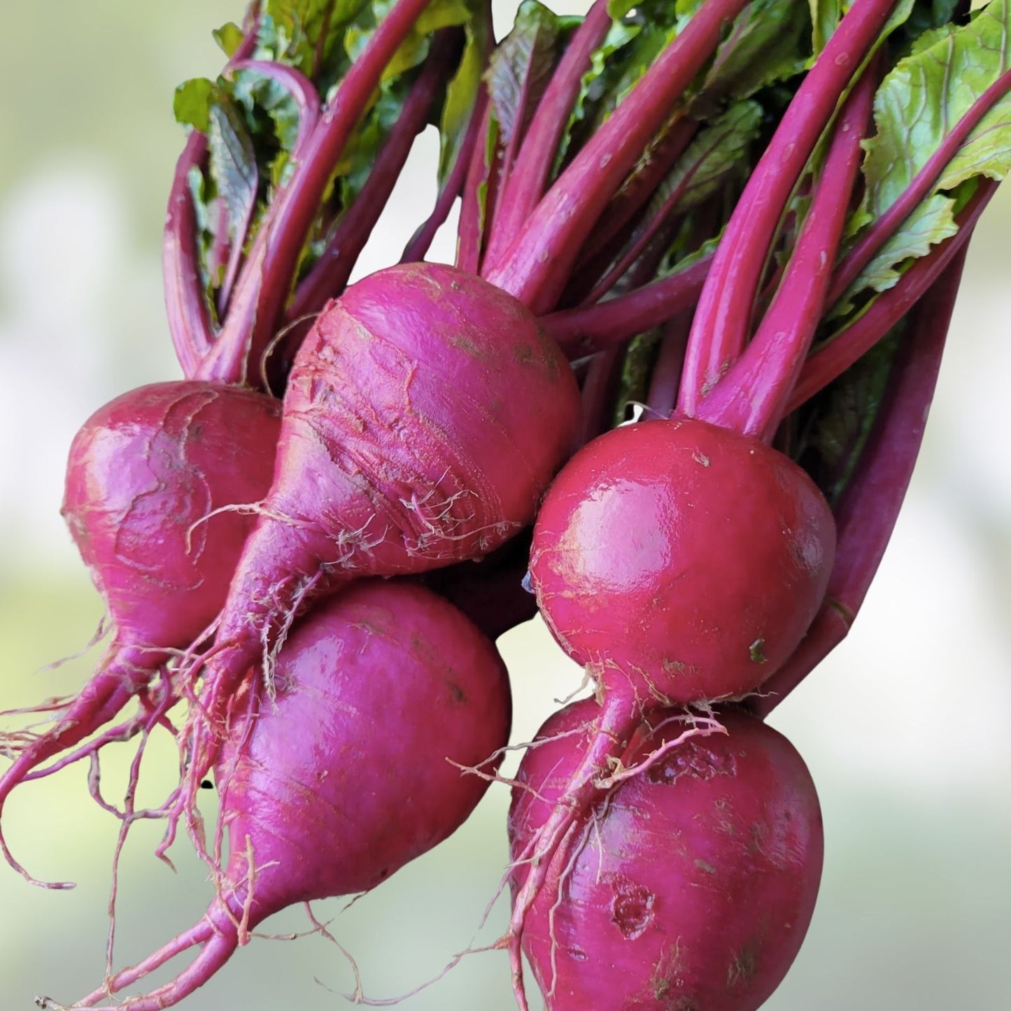 Red Round Turnip Seeds - 100 Heirloom Seeds for Planting - Exotic Garden Variety - Brassica rapa