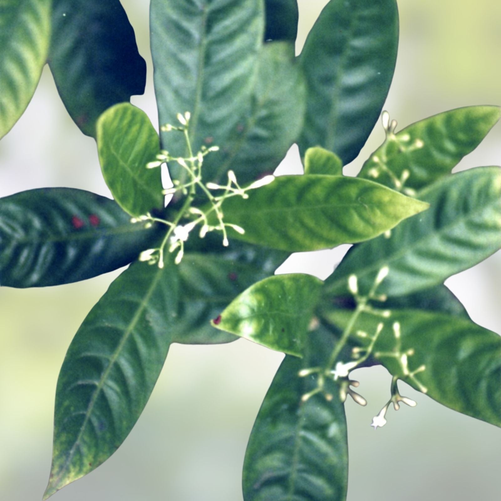 Psychotria Nexus Fresh Leaves - Tropical Herbal Plant - Medicinal Greenery - Psychotria spp.
