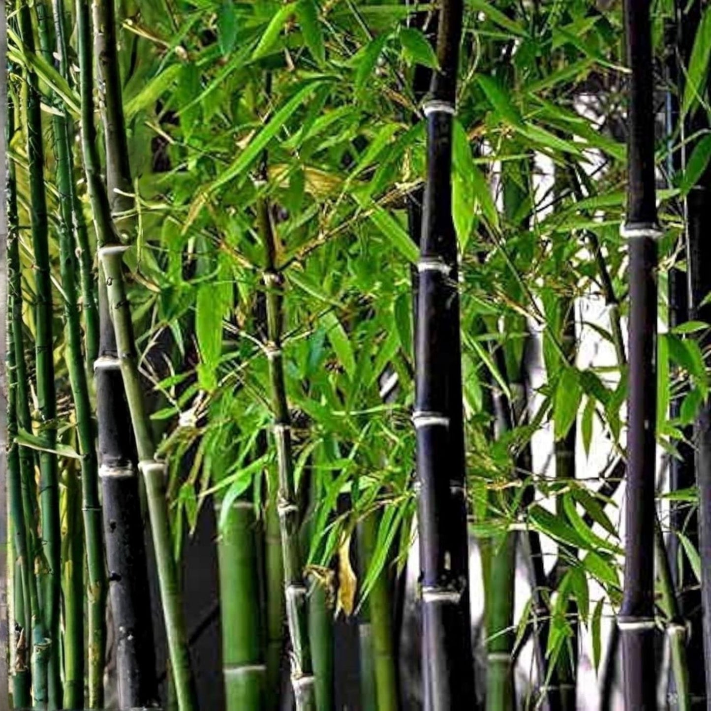 Rare Black Bamboo Seeds 100 Count – Grow Unique Phyllostachys nigra Plants – Ornamental Bamboo Seeds for Gardening